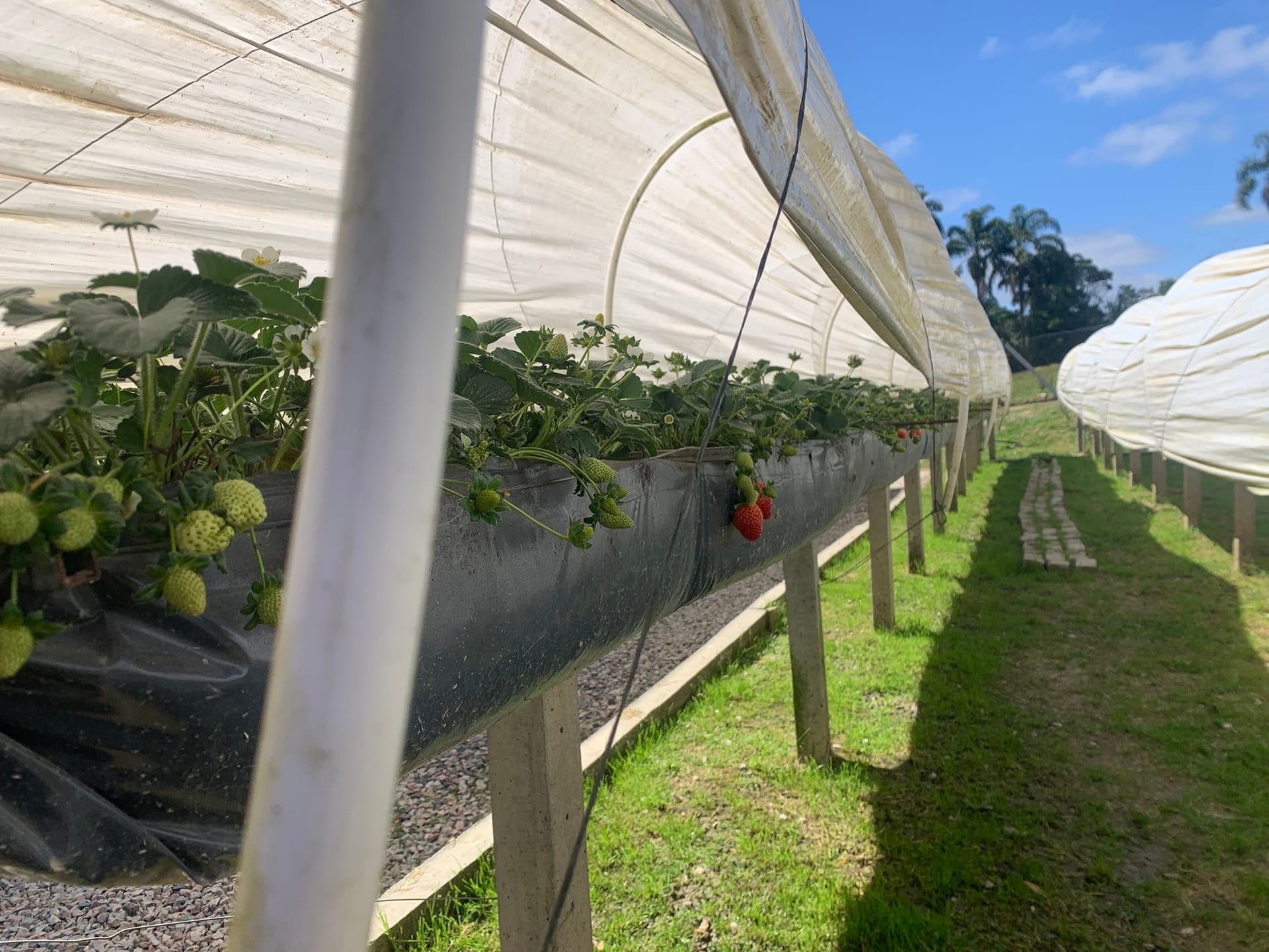 Chácara, 2 quartos, 4770 m² - Foto 16