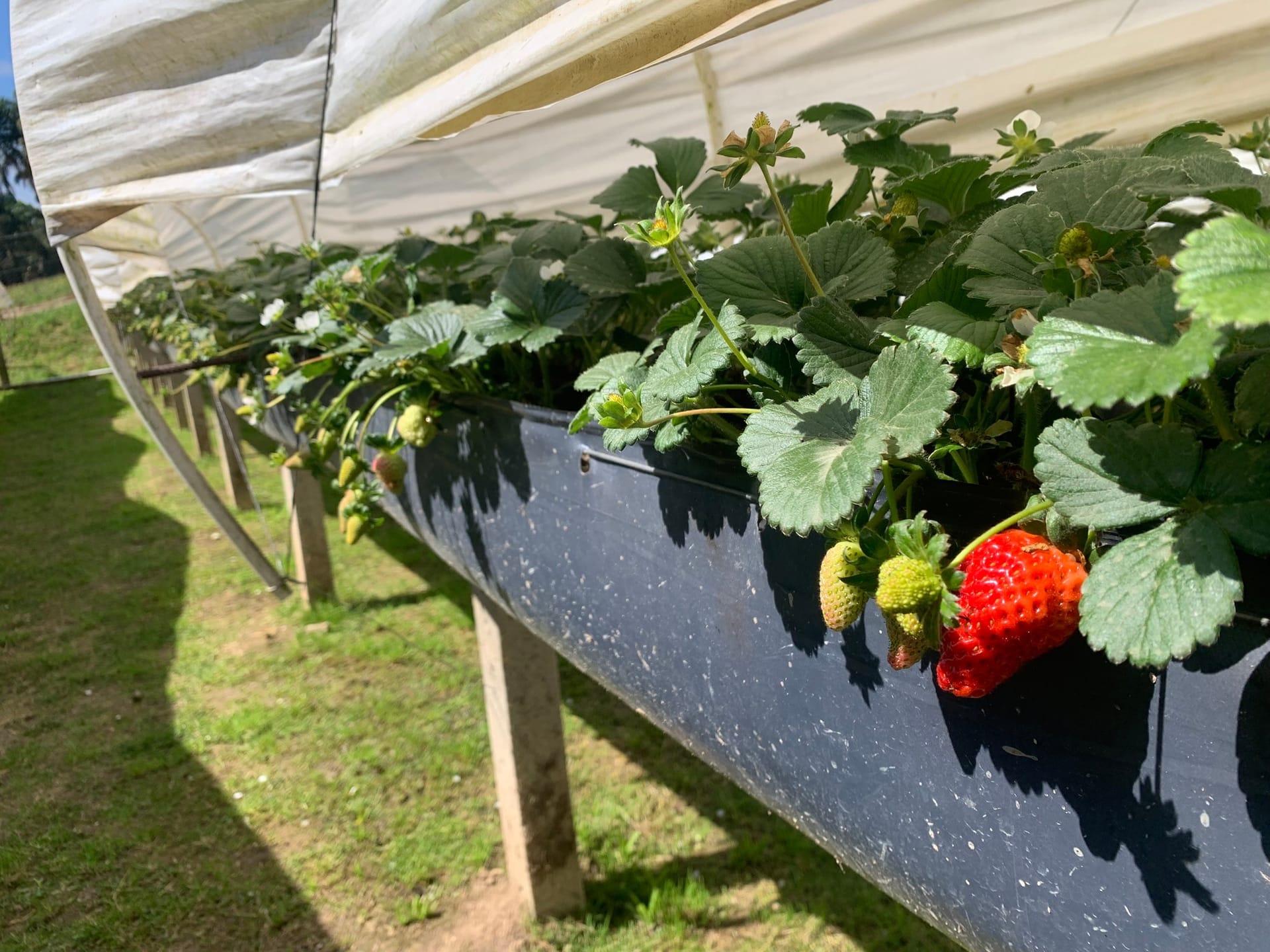 Chácara, 2 quartos, 4770 m² - Foto 17