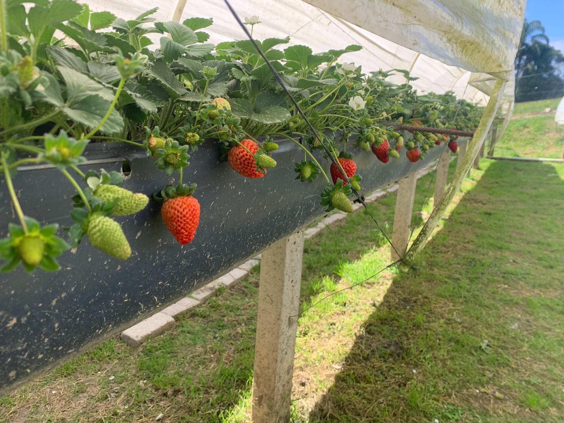 Chácara, 2 quartos, 4770 m² - Foto 5