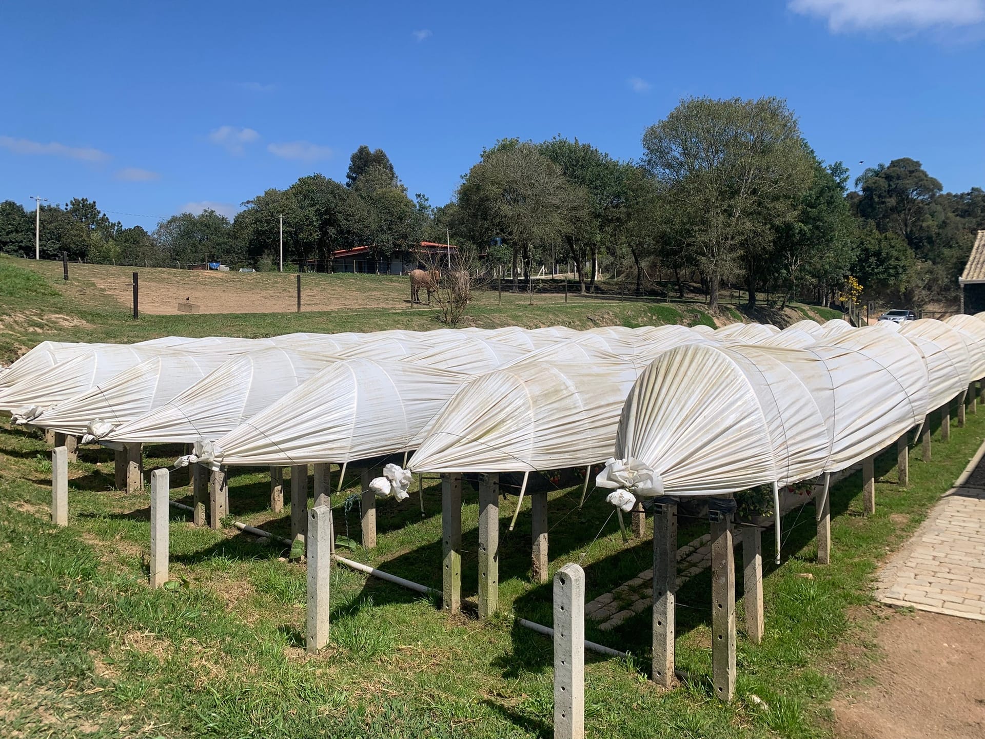 Chácara, 2 quartos, 4770 m² - Foto 18