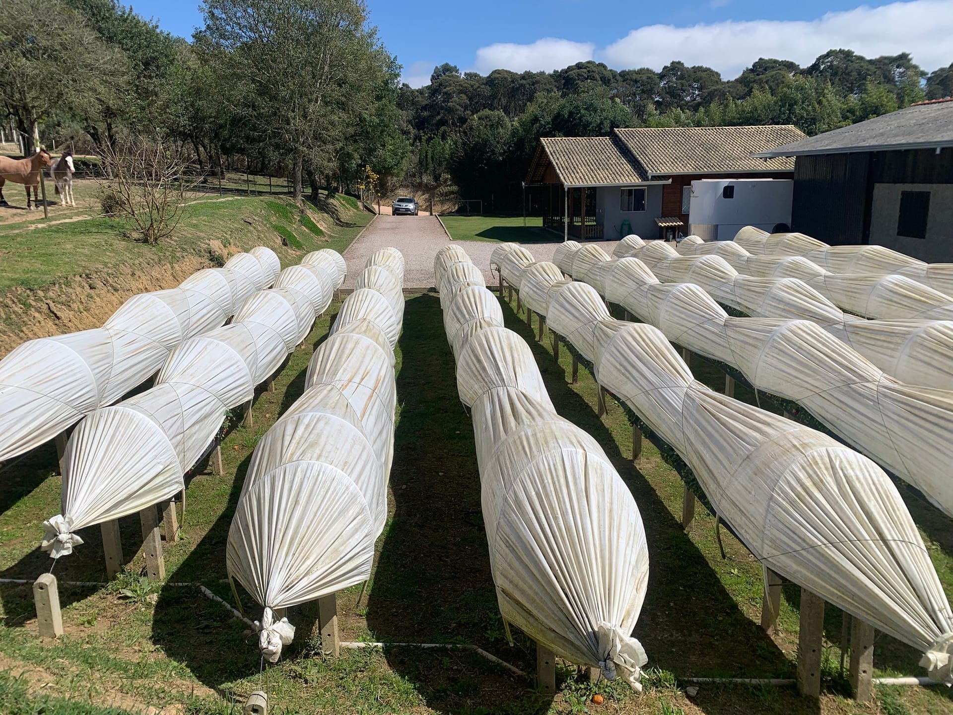 Chácara, 2 quartos, 4770 m² - Foto 22