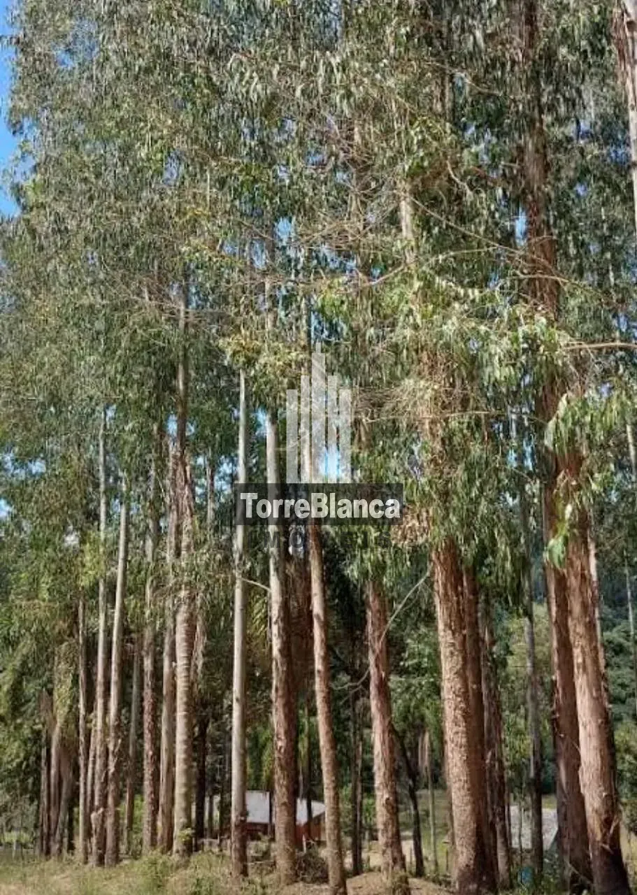 Sítio, 2 quartos, 12 hectares - Foto 14
