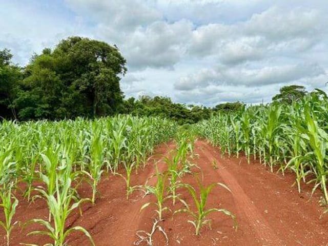 Foto do Chácara - Chácara à venda, Parque Industrial V, Arapongas, PR | Imobiliaria Ricardo