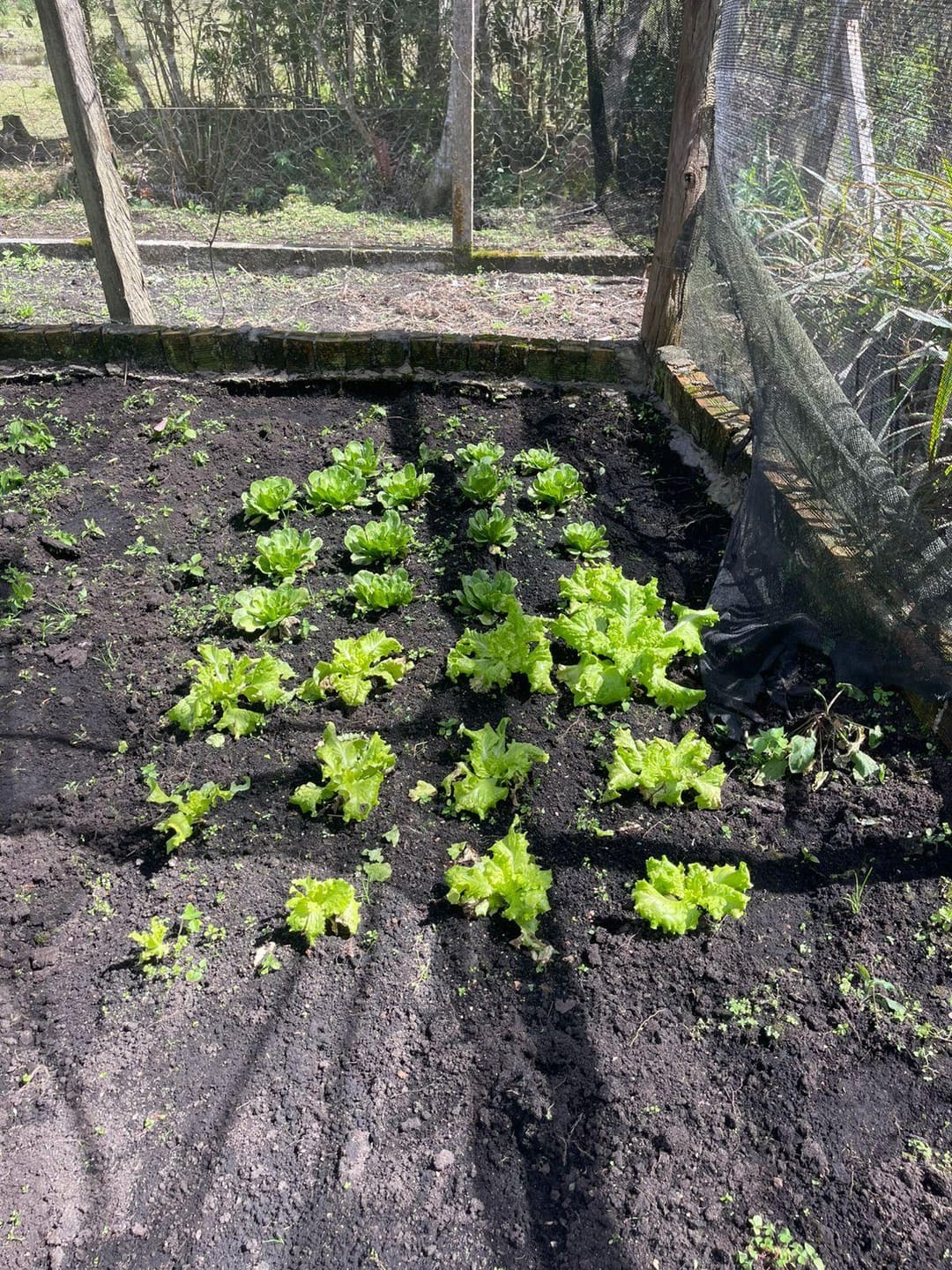 Chácara, 2 quartos, 10000 m² - Foto 10