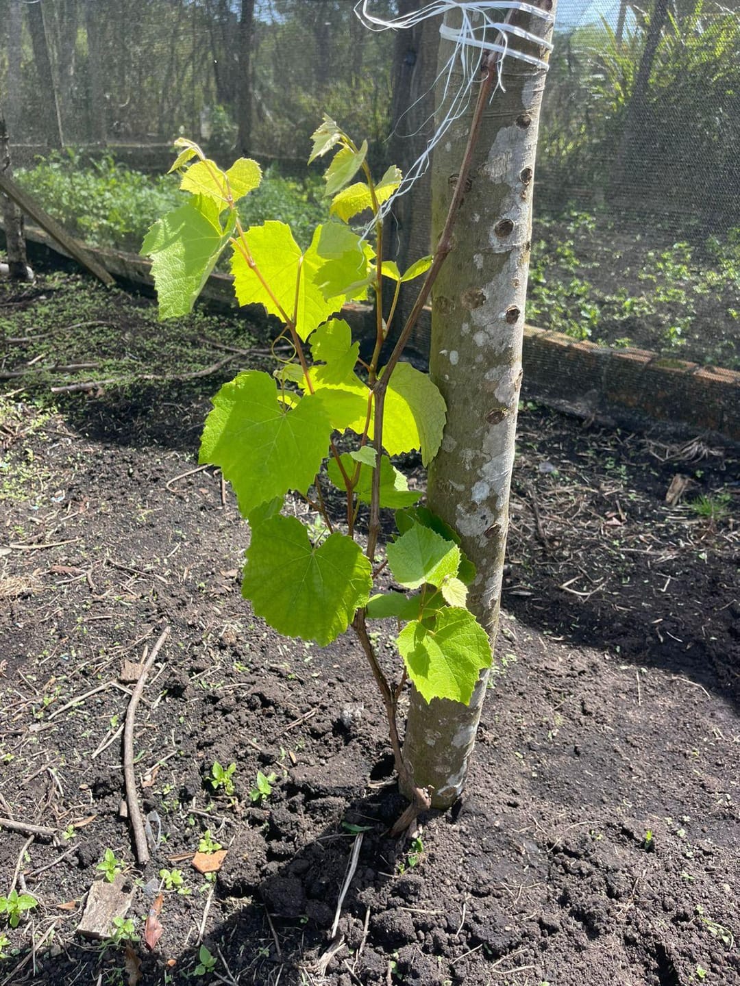 Chácara, 2 quartos, 10000 m² - Foto 16