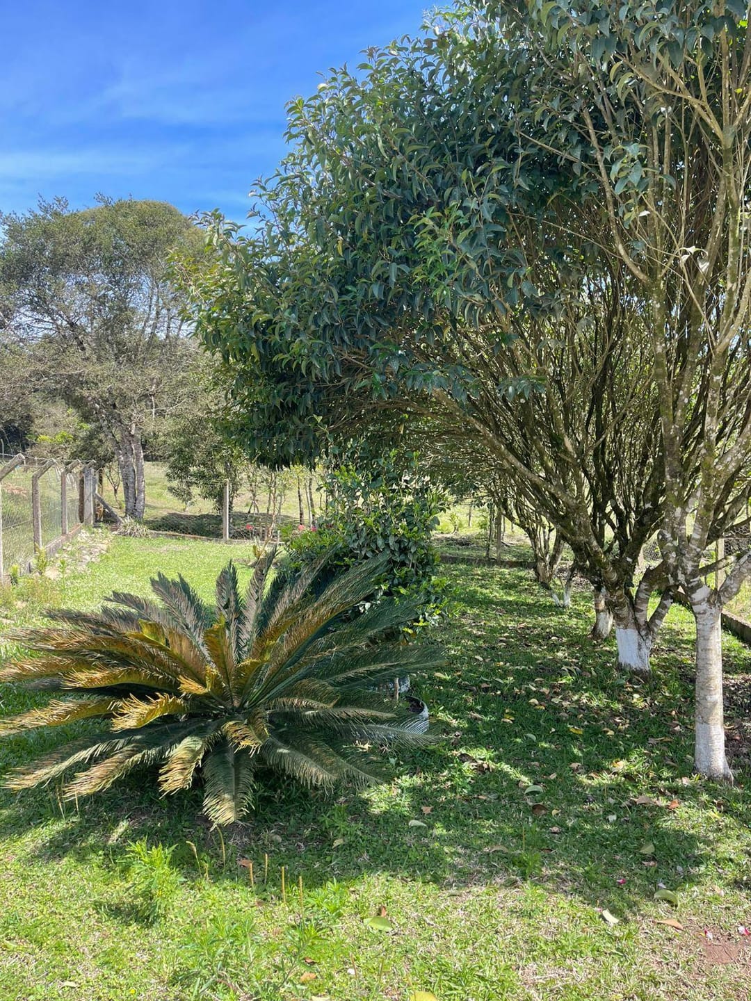 Chácara, 2 quartos, 10000 m² - Foto 18