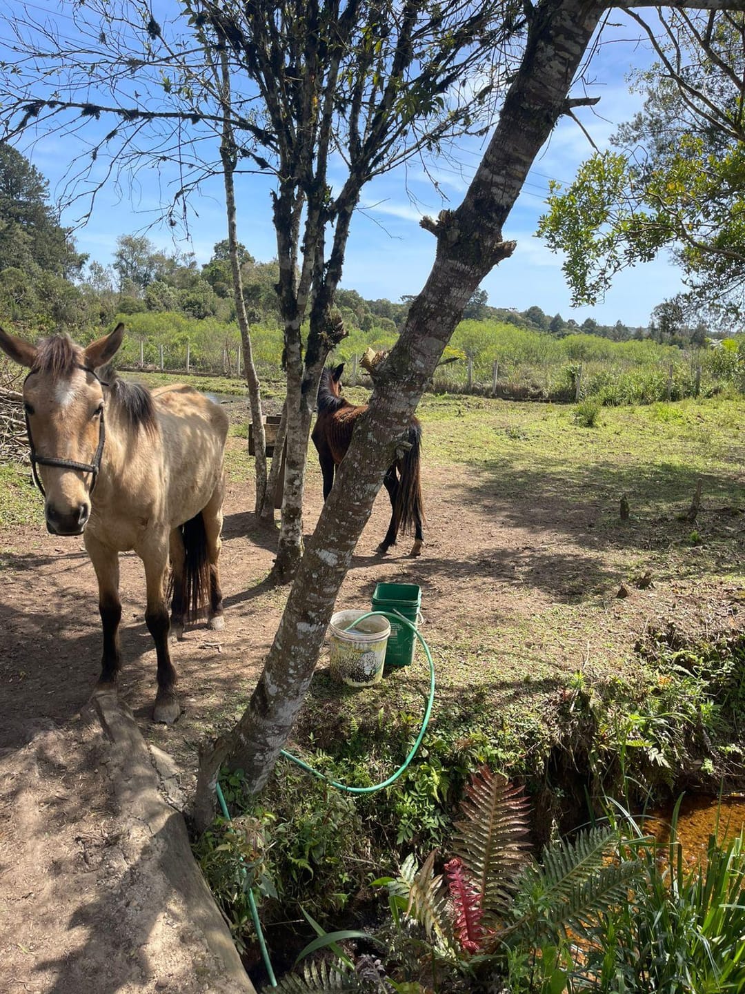 Chácara, 2 quartos, 10000 m² - Foto 22