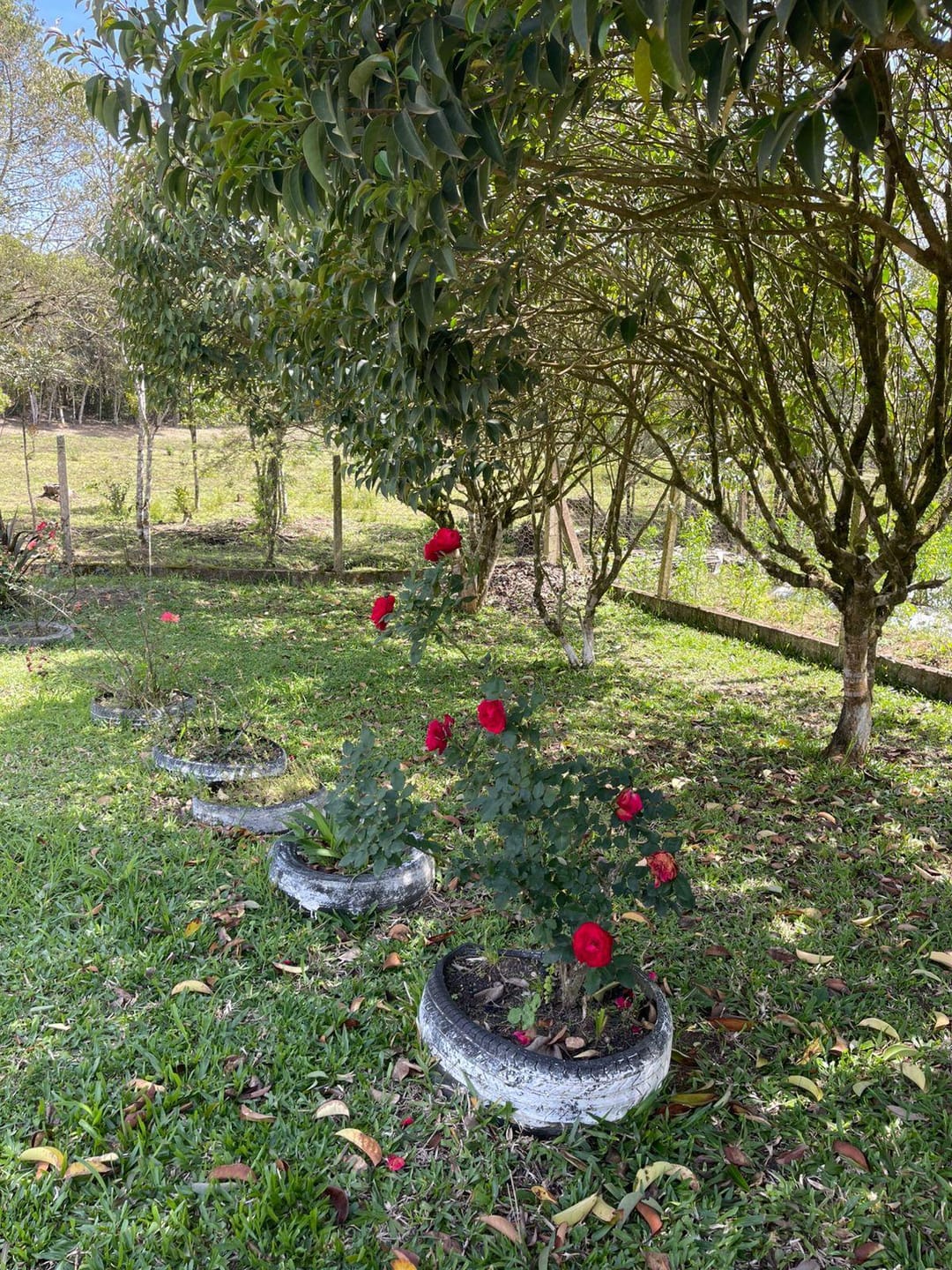 Chácara, 2 quartos, 10000 m² - Foto 25