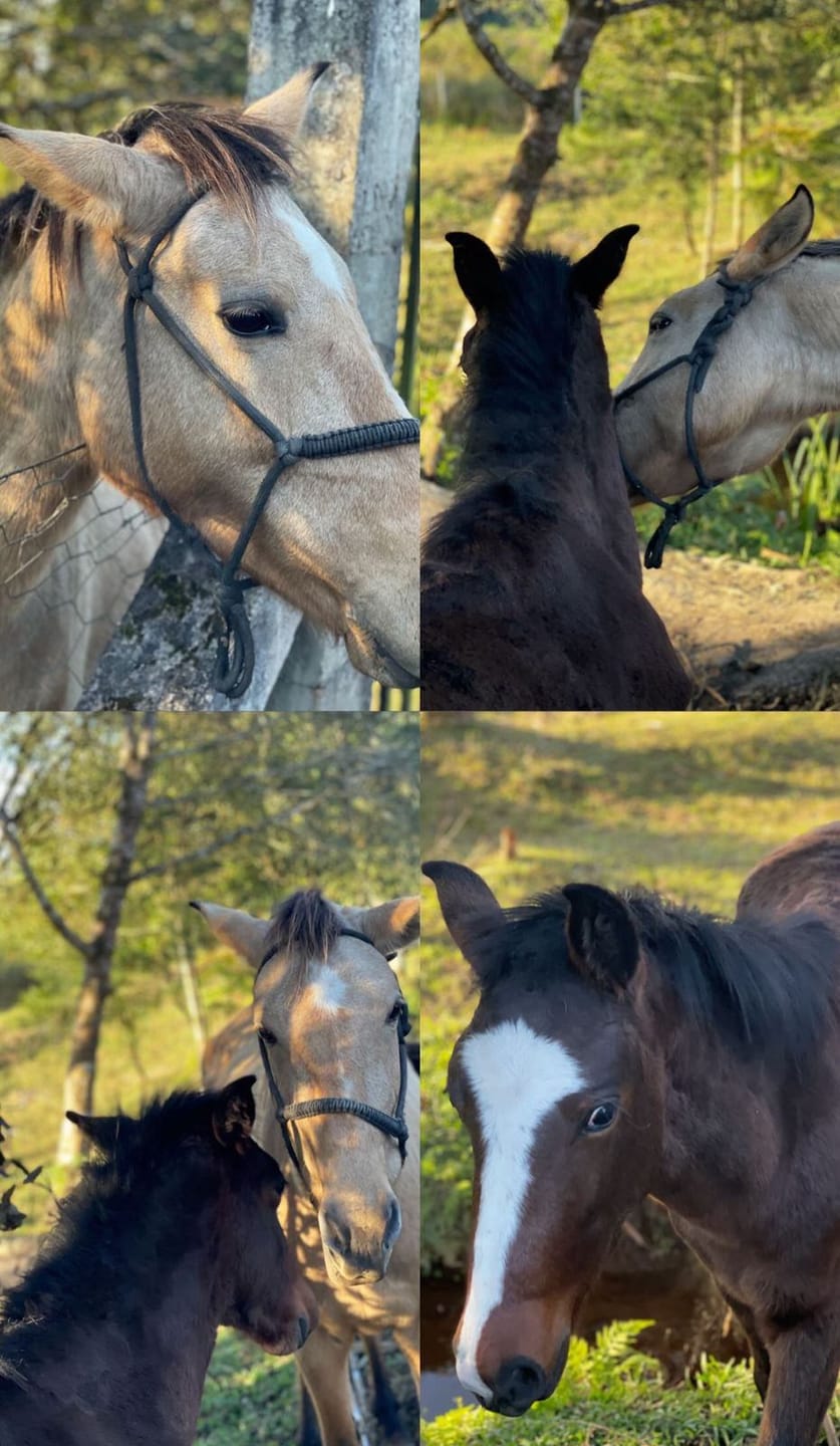 Chácara, 2 quartos, 10000 m² - Foto 34