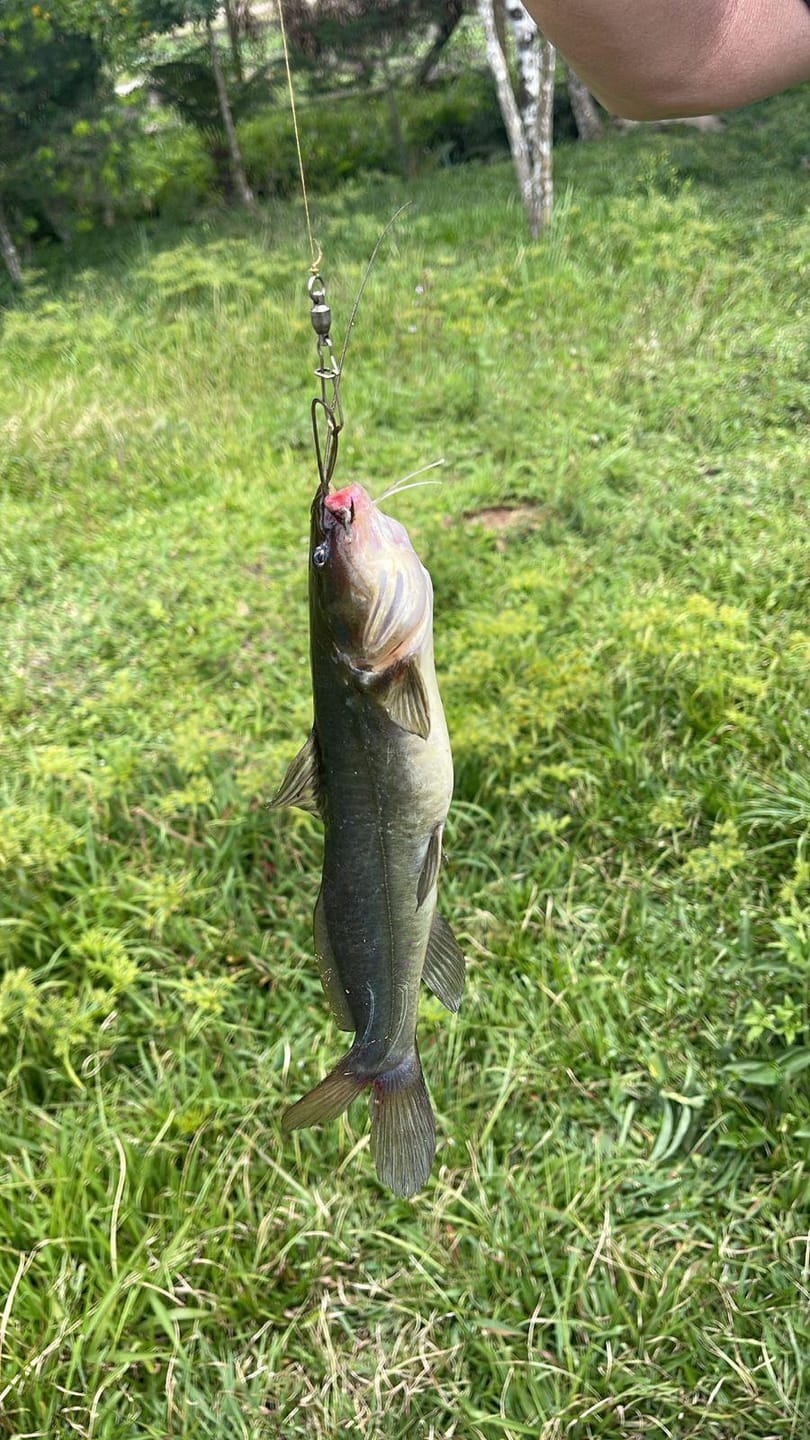 Chácara, 2 quartos, 10000 m² - Foto 3