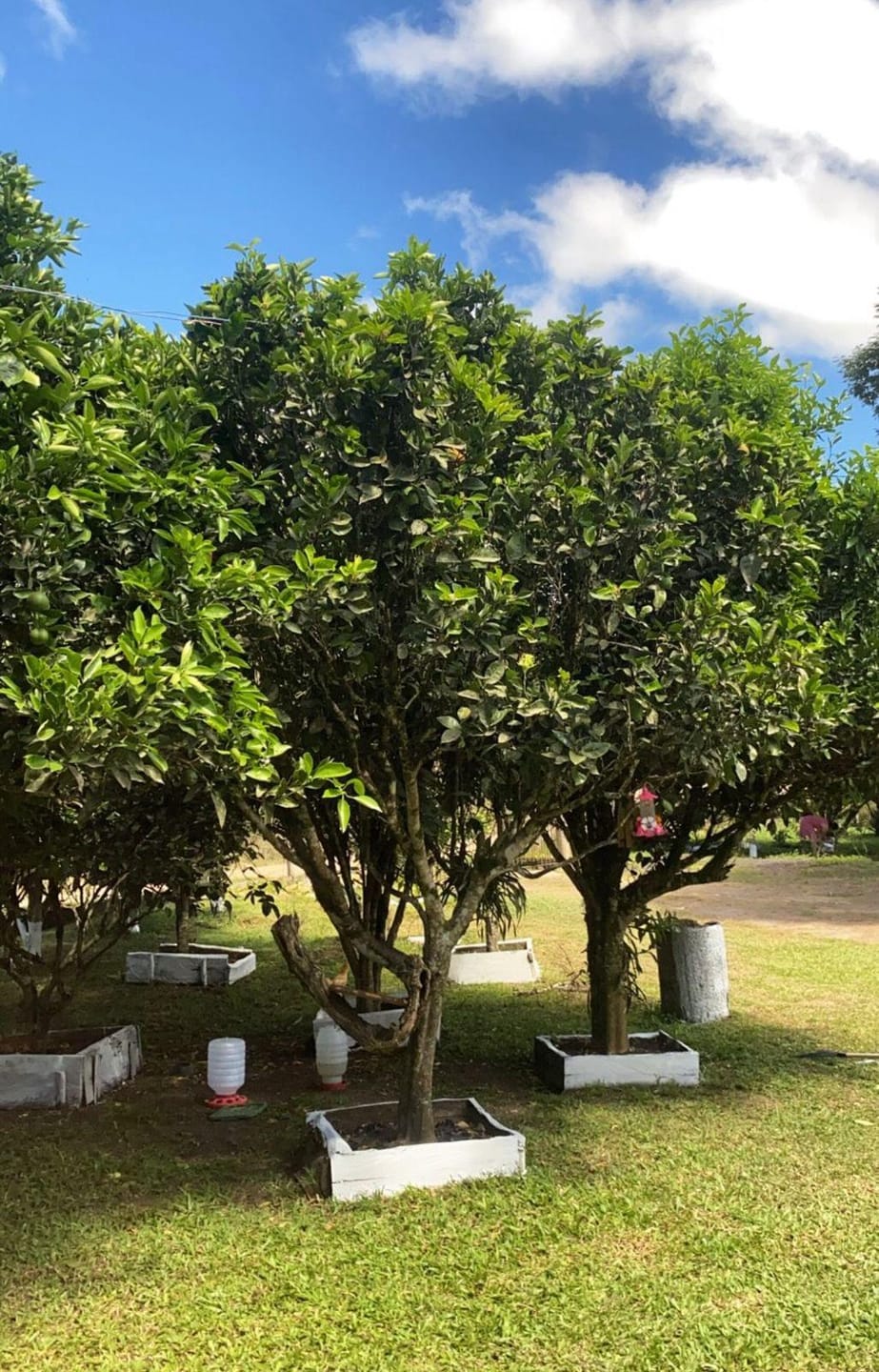 Chácara, 2 quartos, 10000 m² - Foto 38