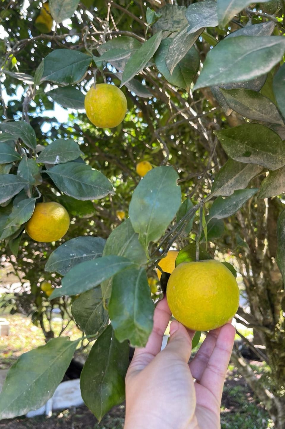 Chácara, 2 quartos, 10000 m² - Foto 39