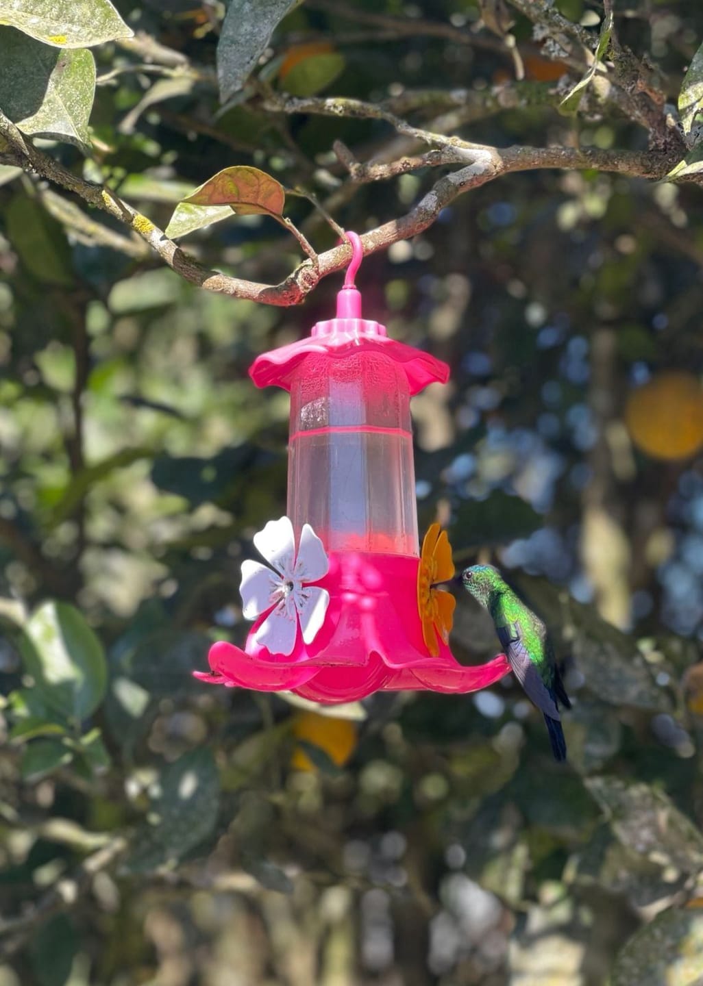 Chácara, 2 quartos, 10000 m² - Foto 42