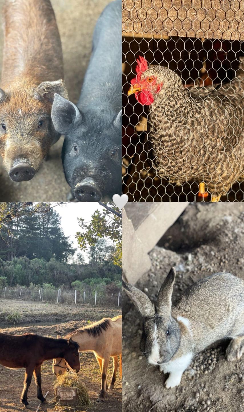 Chácara, 2 quartos, 10000 m² - Foto 44