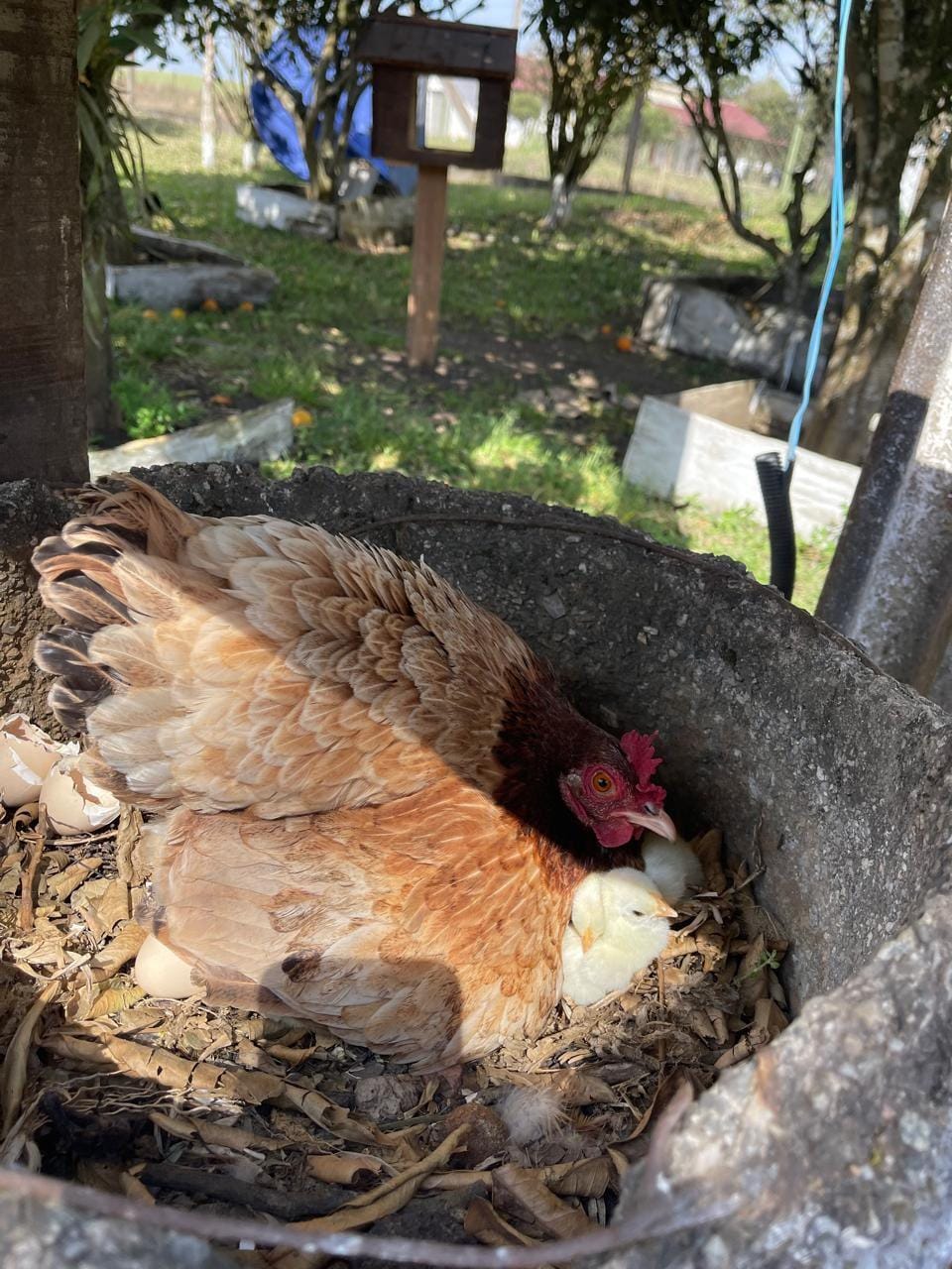 Chácara, 2 quartos, 10000 m² - Foto 49