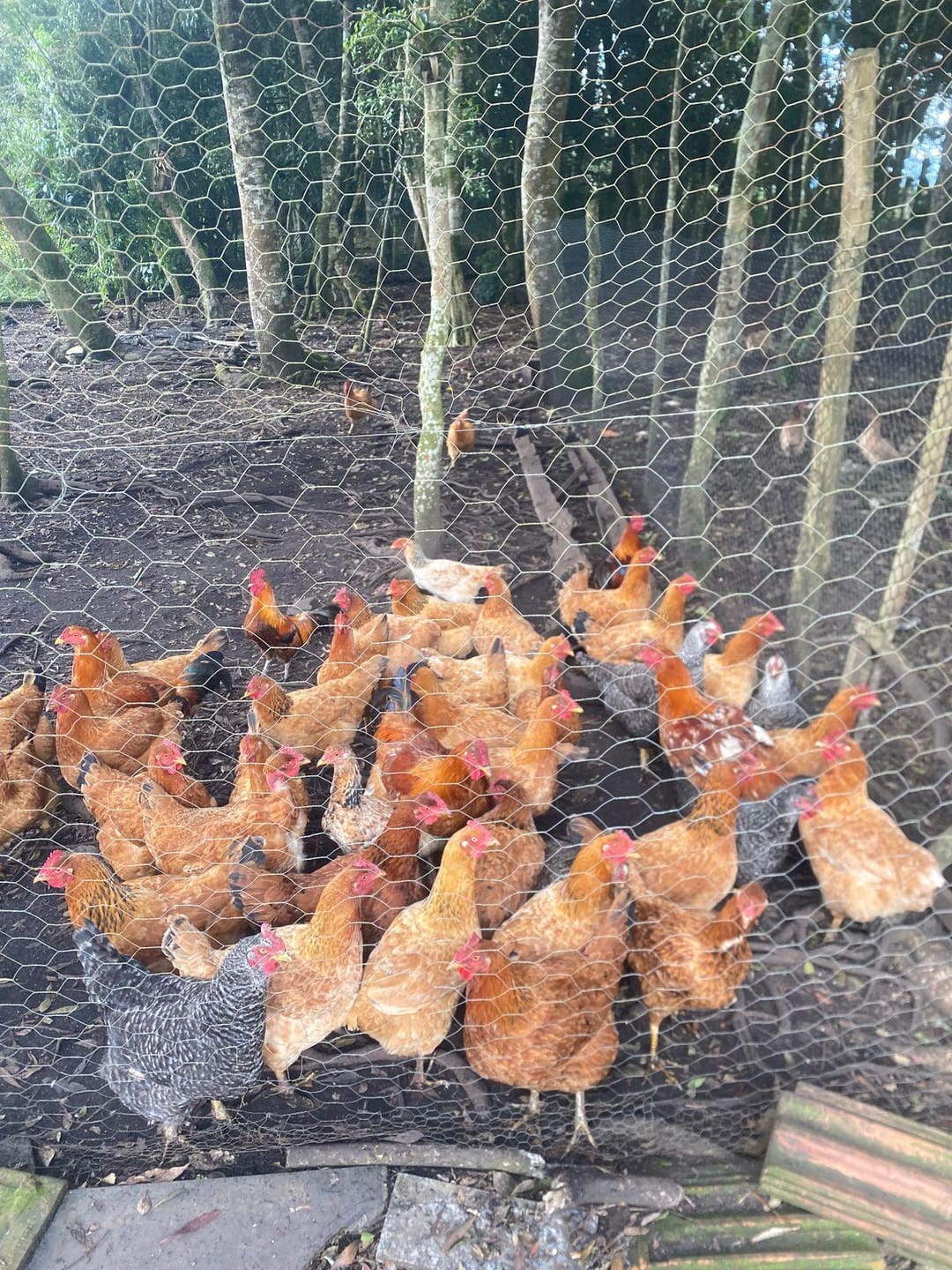 Chácara, 2 quartos, 10000 m² - Foto 5