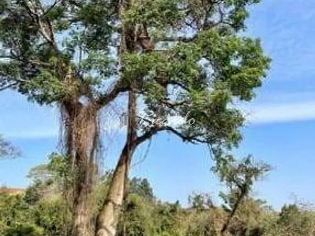Chácara com 20500m², à venda, no bairro Área Rural de Arapongas em Arapongas