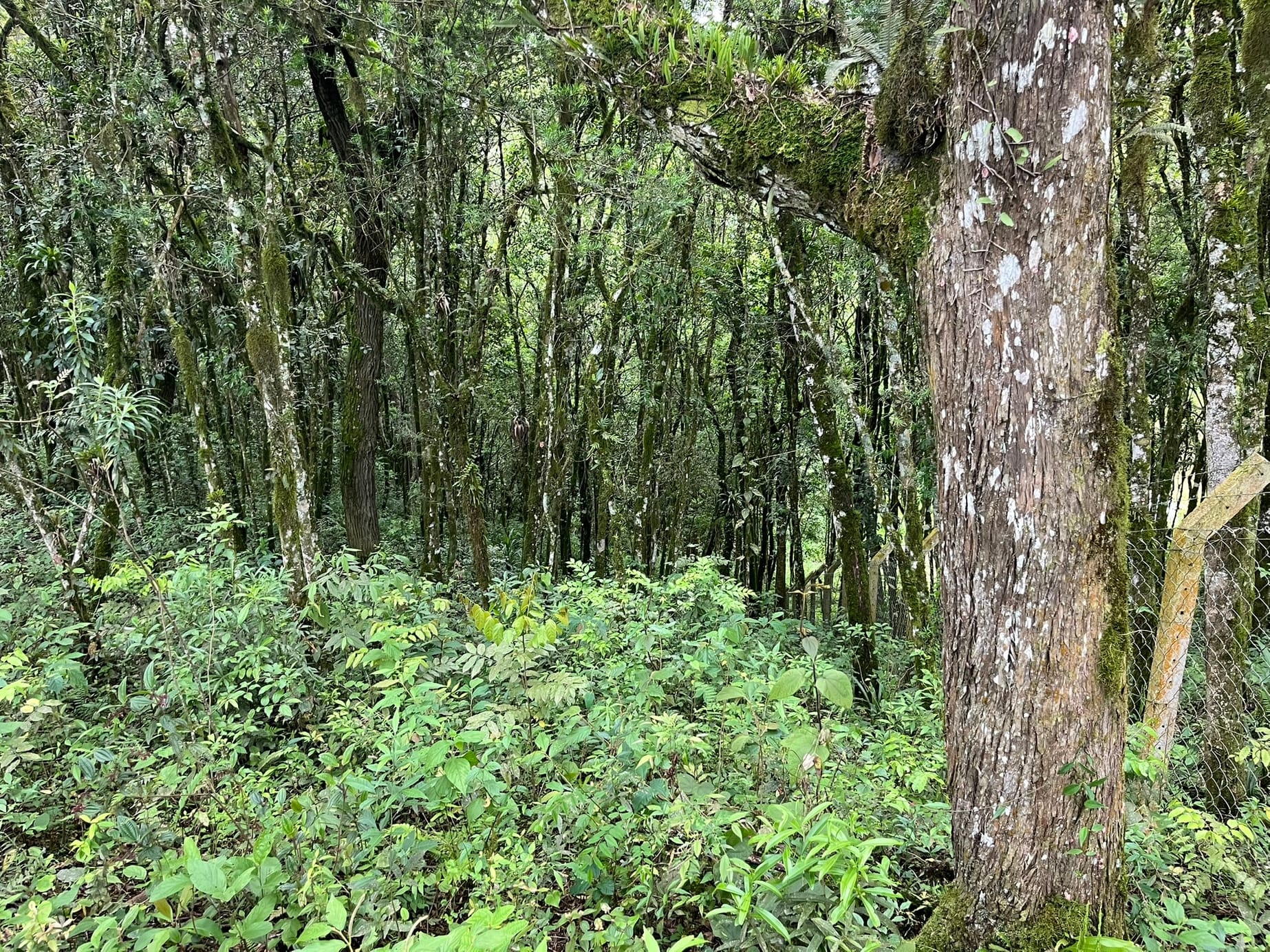 Chácara, 3 quartos, 2 hectares - Foto 12