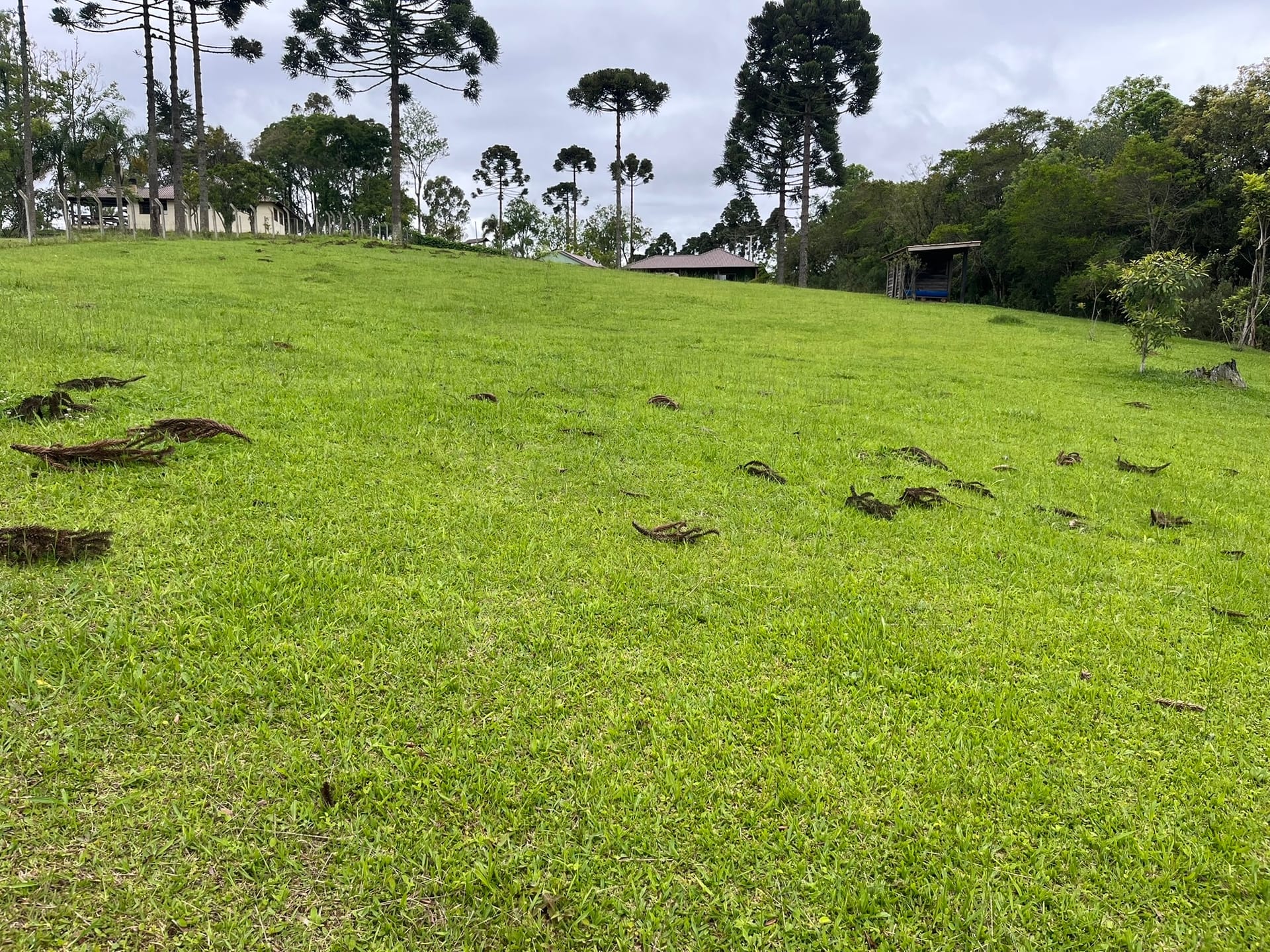 Chácara, 3 quartos, 2 hectares - Foto 13