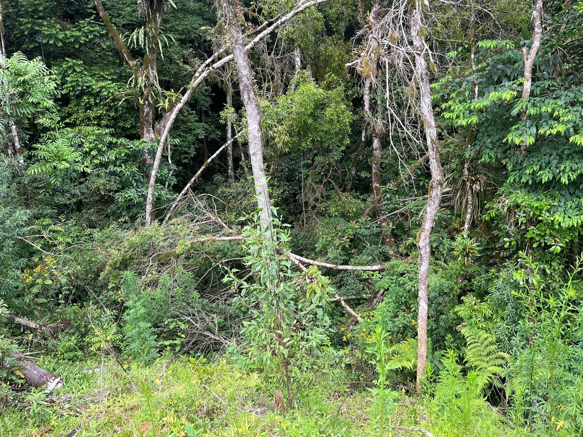 Chácara, 3 quartos, 2 hectares - Foto 14