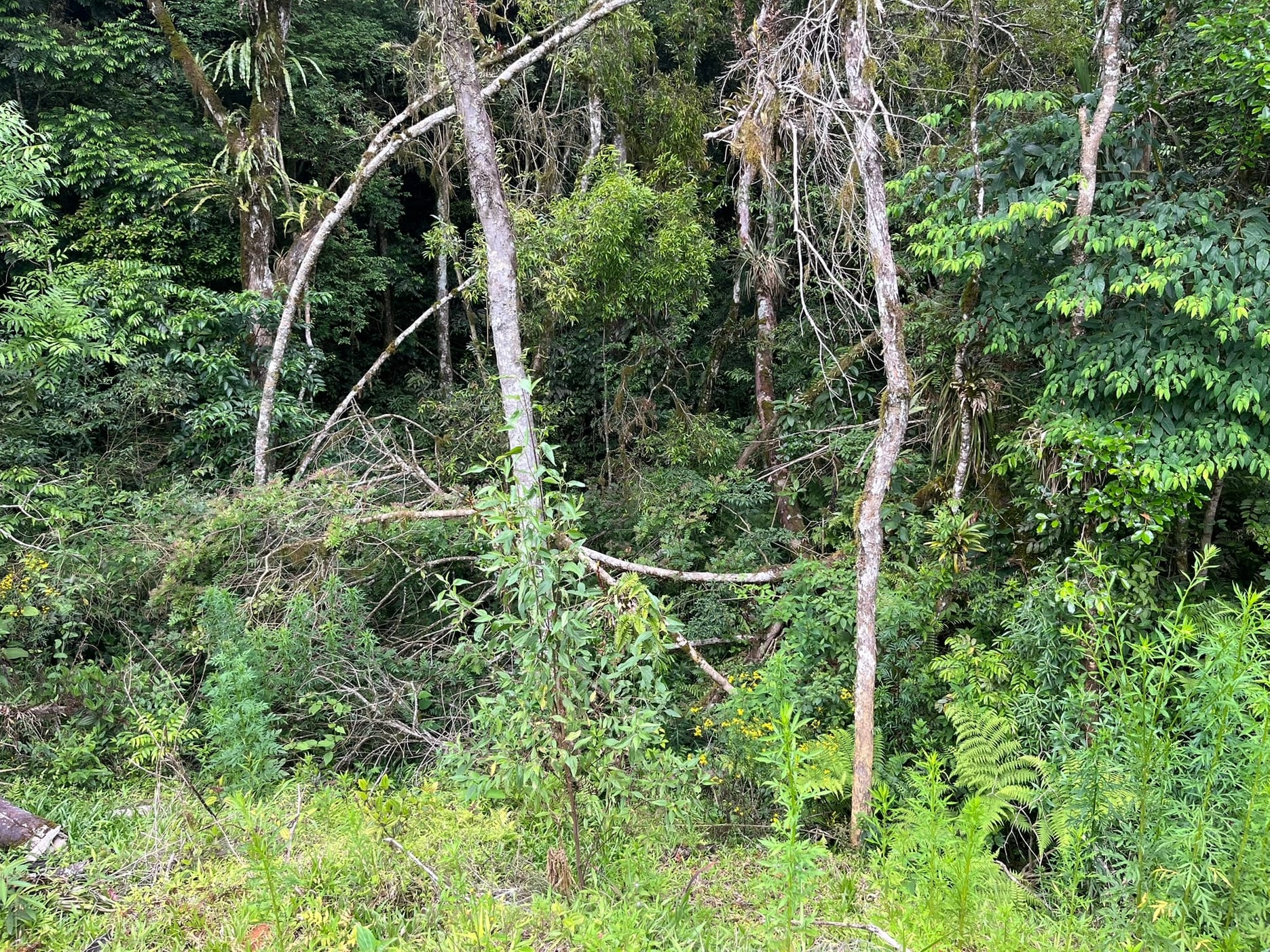 Chácara, 3 quartos, 2 hectares - Foto 15