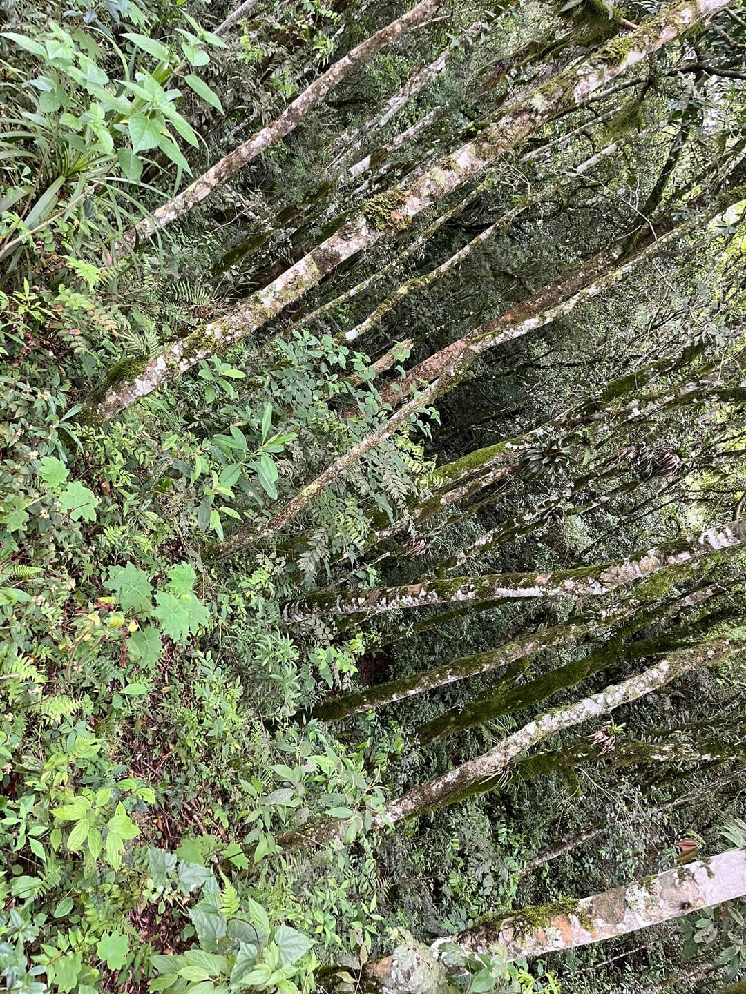 Chácara, 3 quartos, 2 hectares - Foto 17