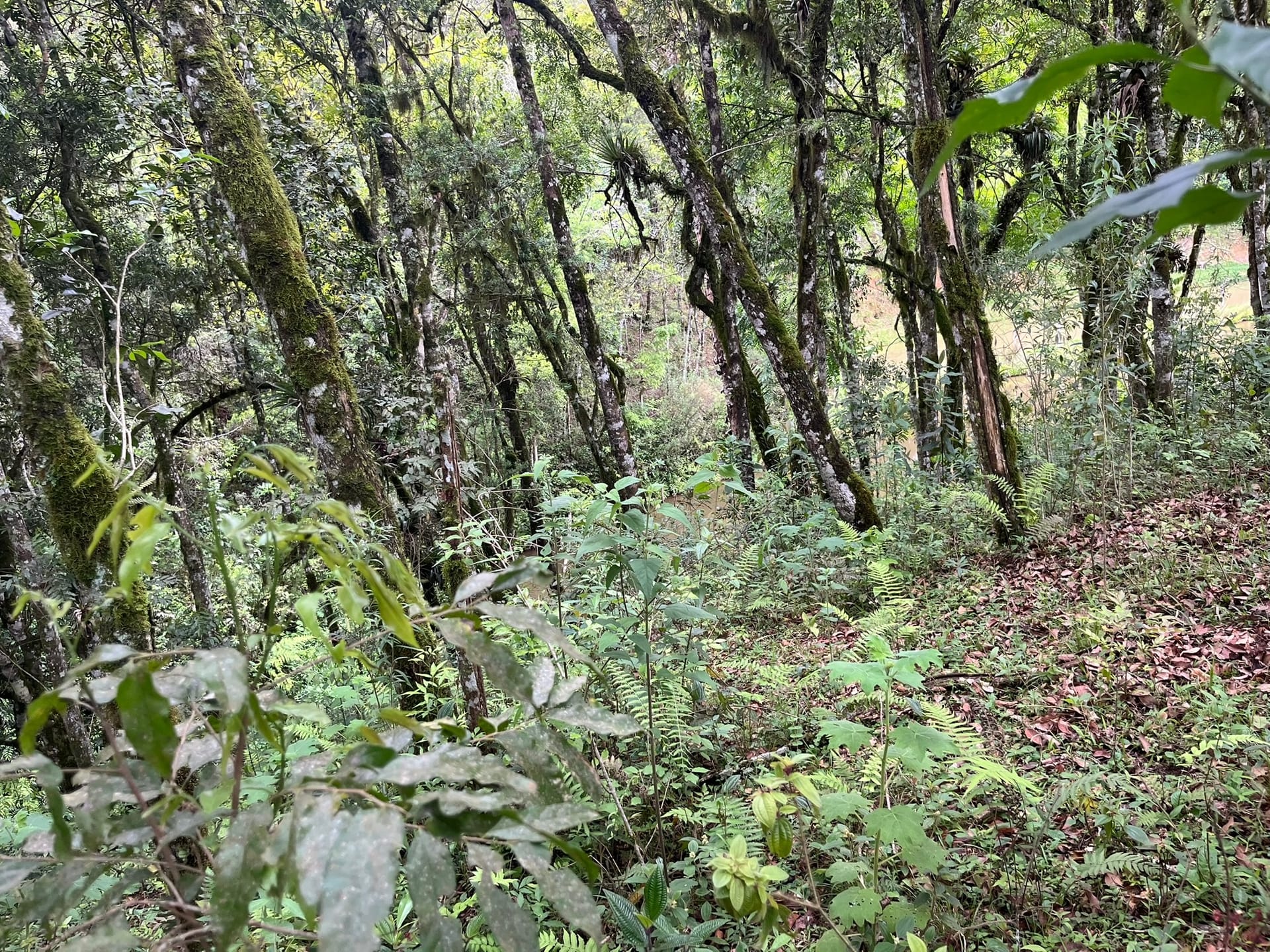 Chácara, 3 quartos, 2 hectares - Foto 18