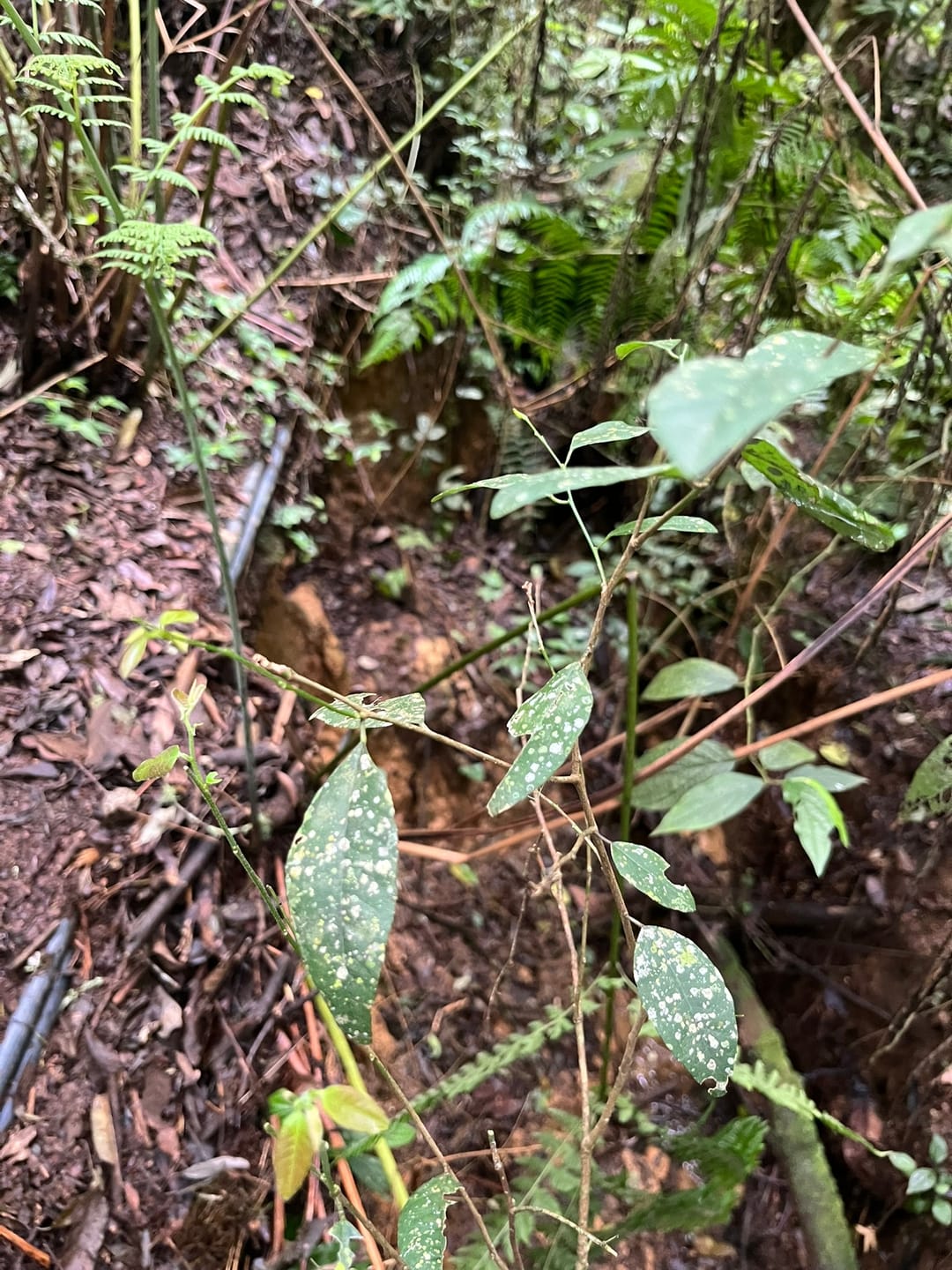 Chácara, 3 quartos, 2 hectares - Foto 19