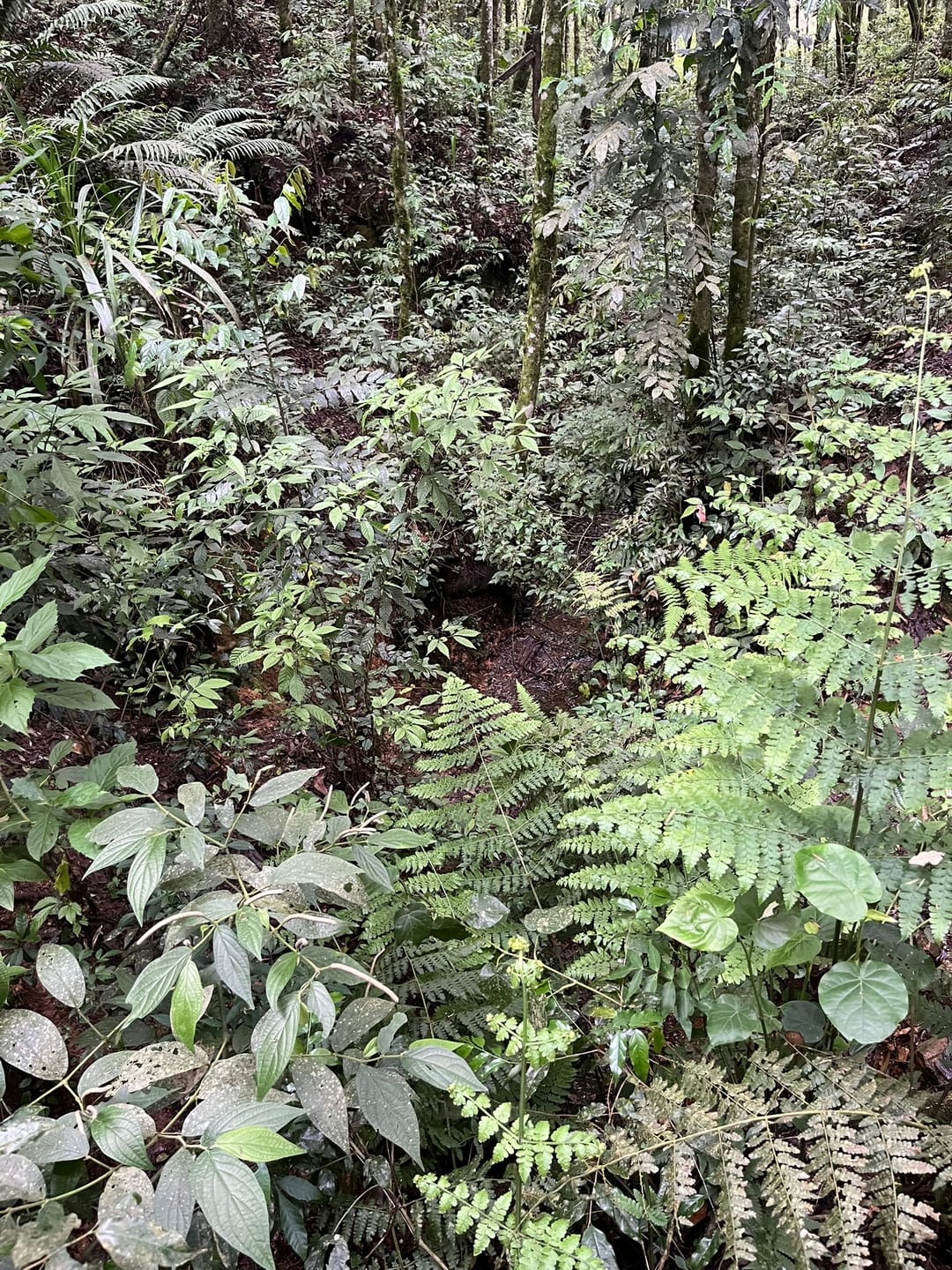 Chácara, 3 quartos, 2 hectares - Foto 20