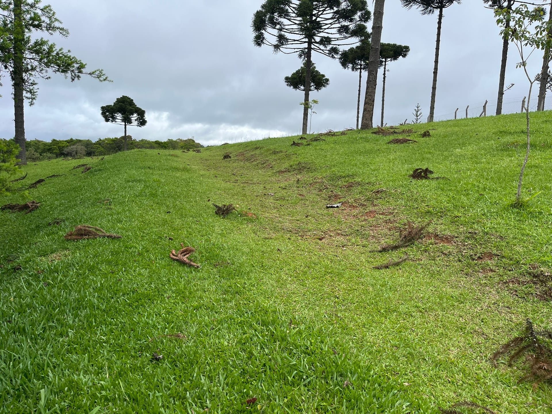 Chácara, 3 quartos, 2 hectares - Foto 23