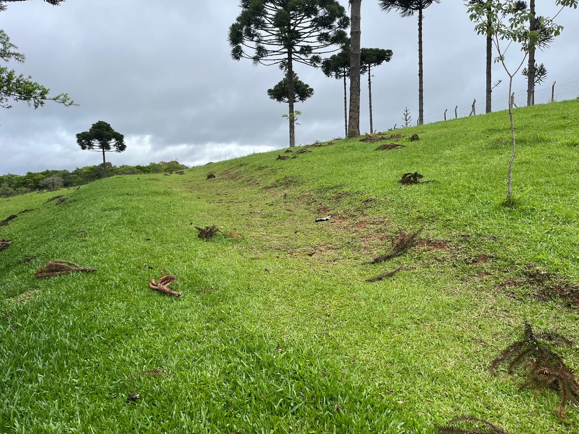 Chácara, 3 quartos, 2 hectares - Foto 24