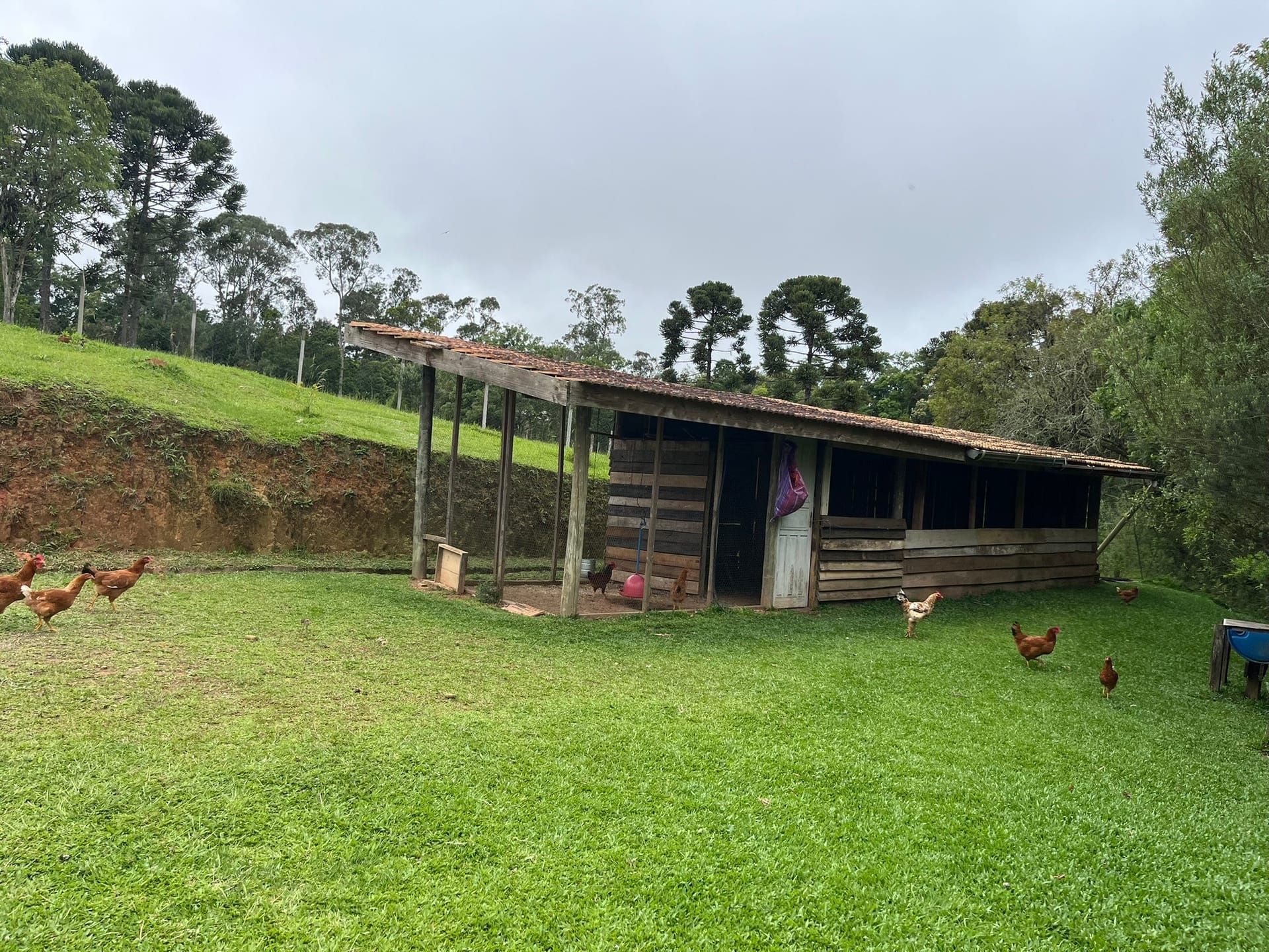 Chácara, 3 quartos, 2 hectares - Foto 27