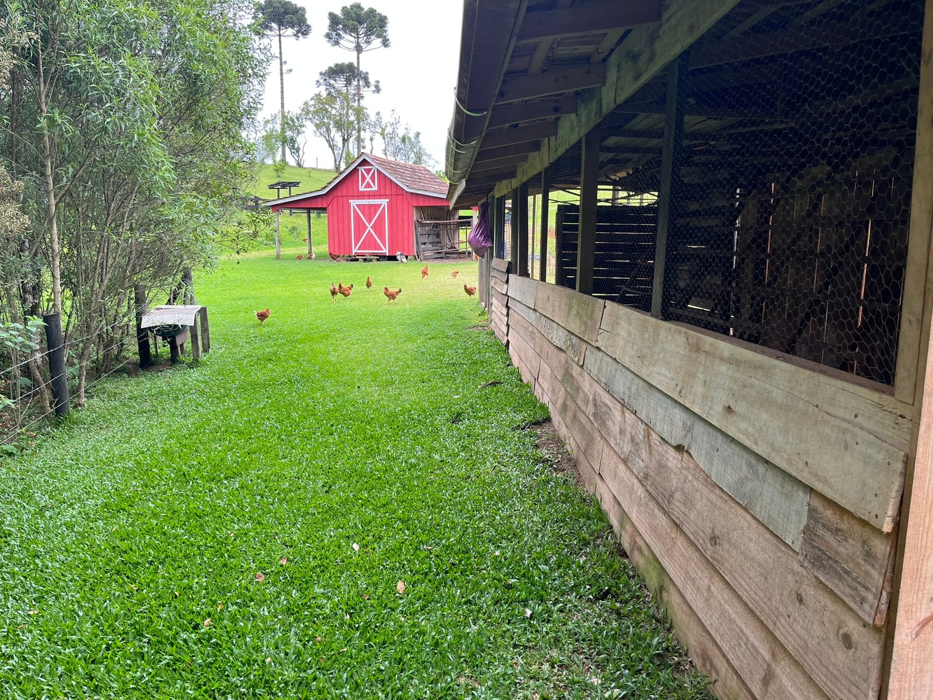 Chácara, 3 quartos, 2 hectares - Foto 28