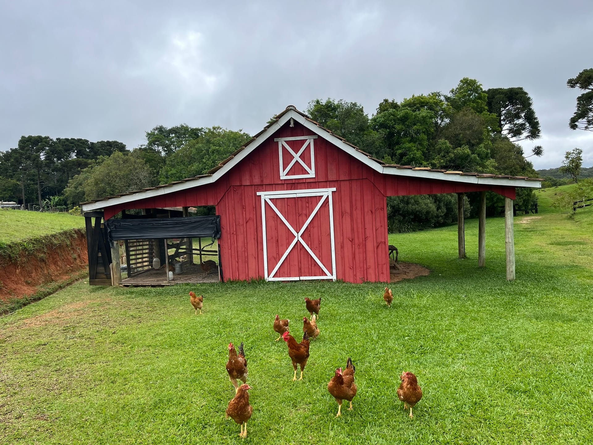 Chácara, 3 quartos, 2 hectares - Foto 4