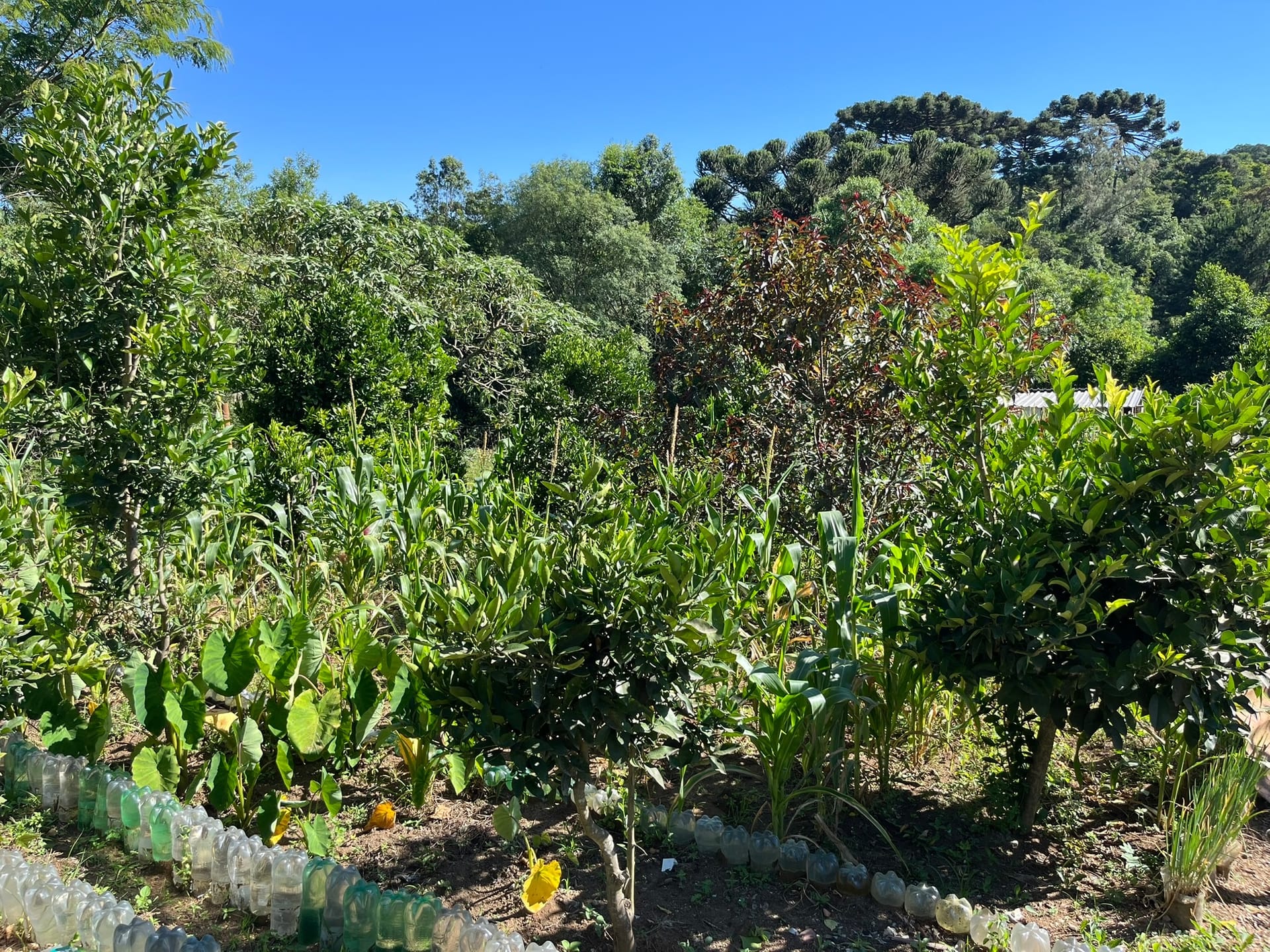 Chácara, 3 quartos, 1450 m² - Foto 26