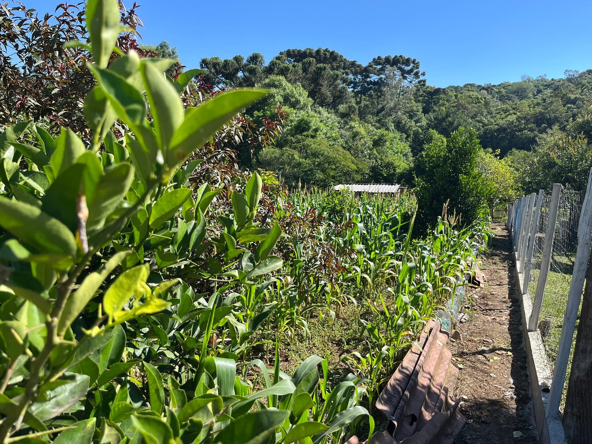 Chácara, 3 quartos, 1450 m² - Foto 28