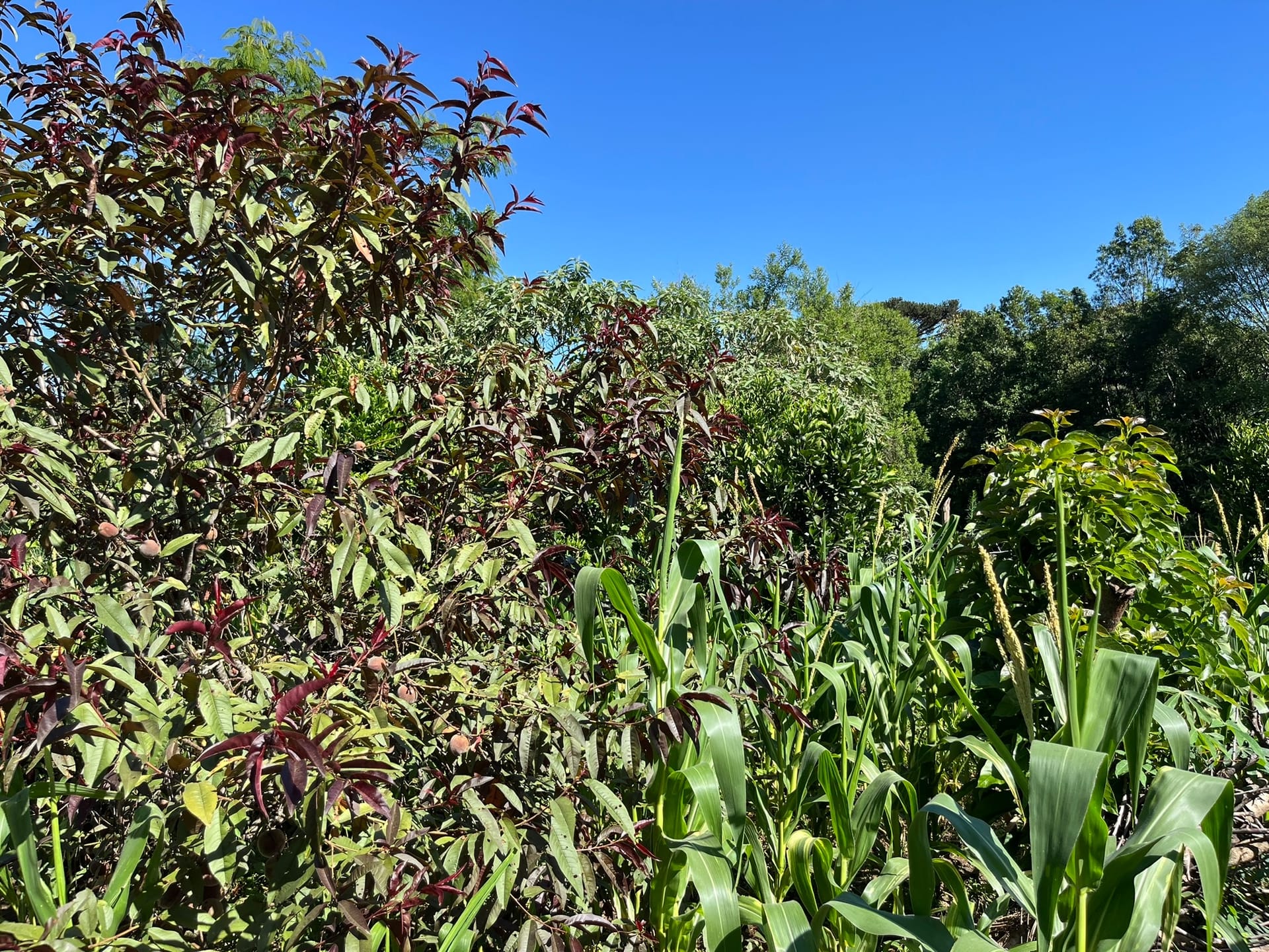 Chácara, 3 quartos, 1450 m² - Foto 16