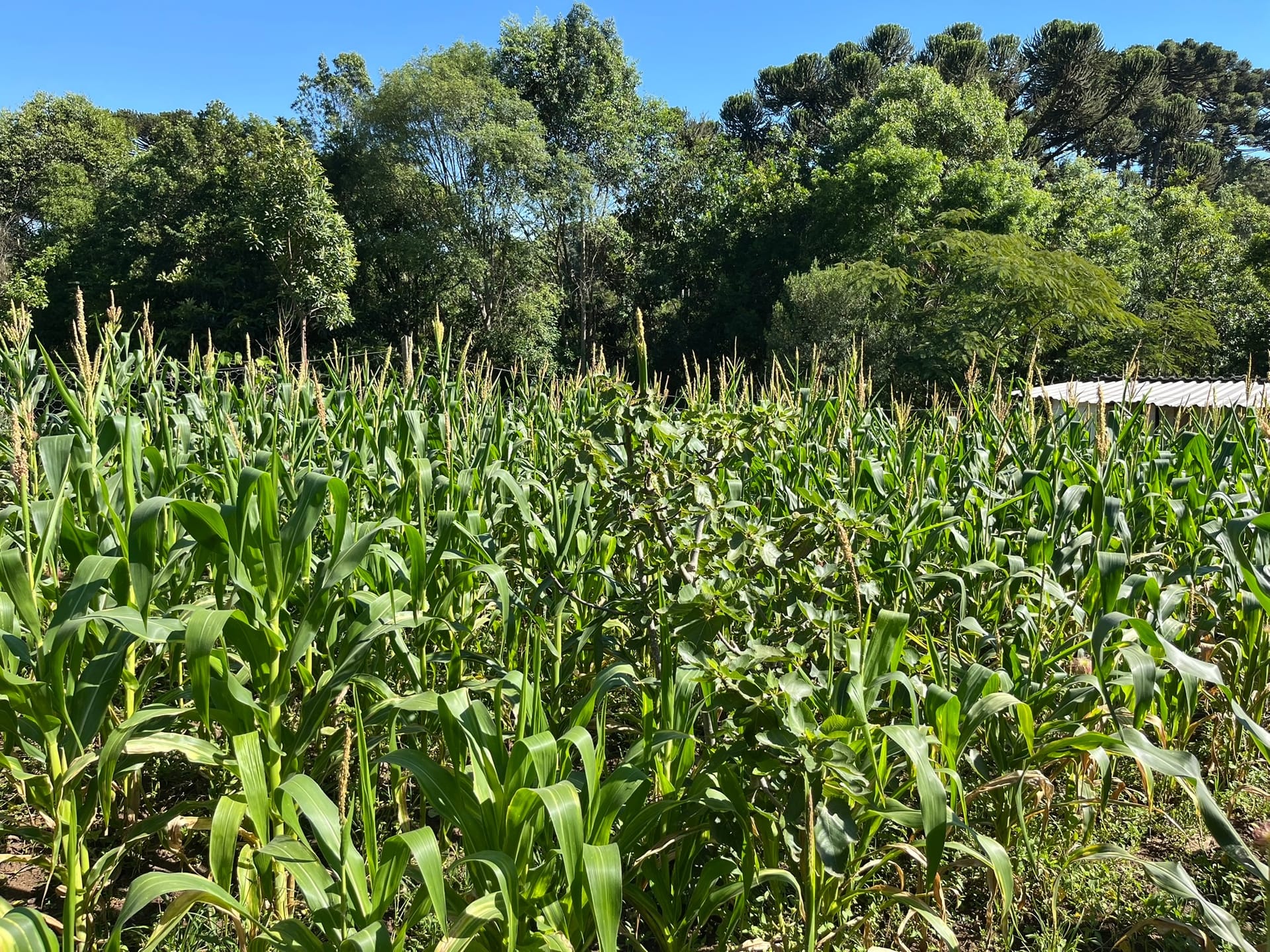 Chácara, 3 quartos, 1450 m² - Foto 3