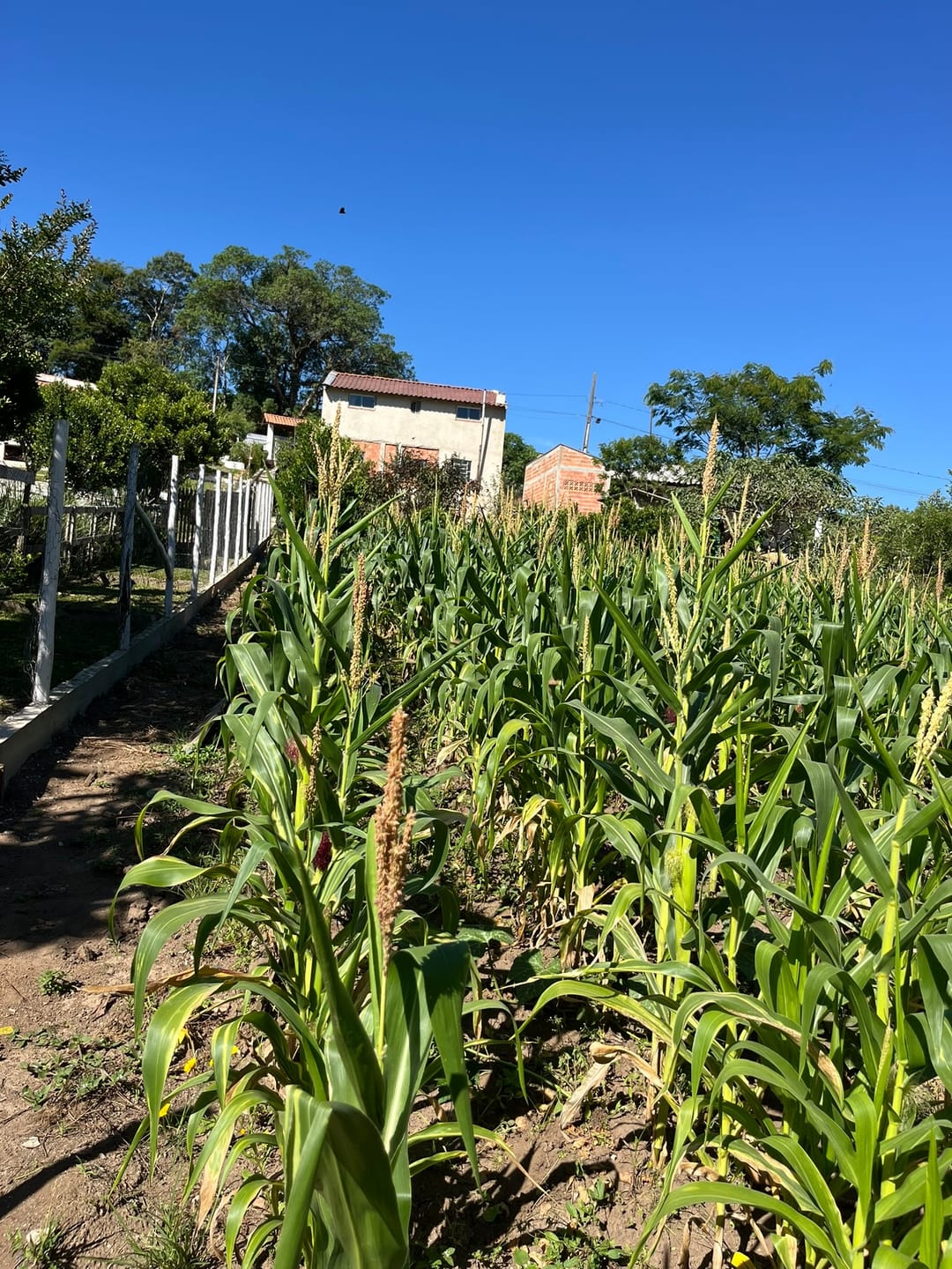 Chácara, 3 quartos, 1450 m² - Foto 30