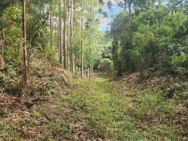 Sítio à venda, no bairro Campo Largo em Campo Largo
