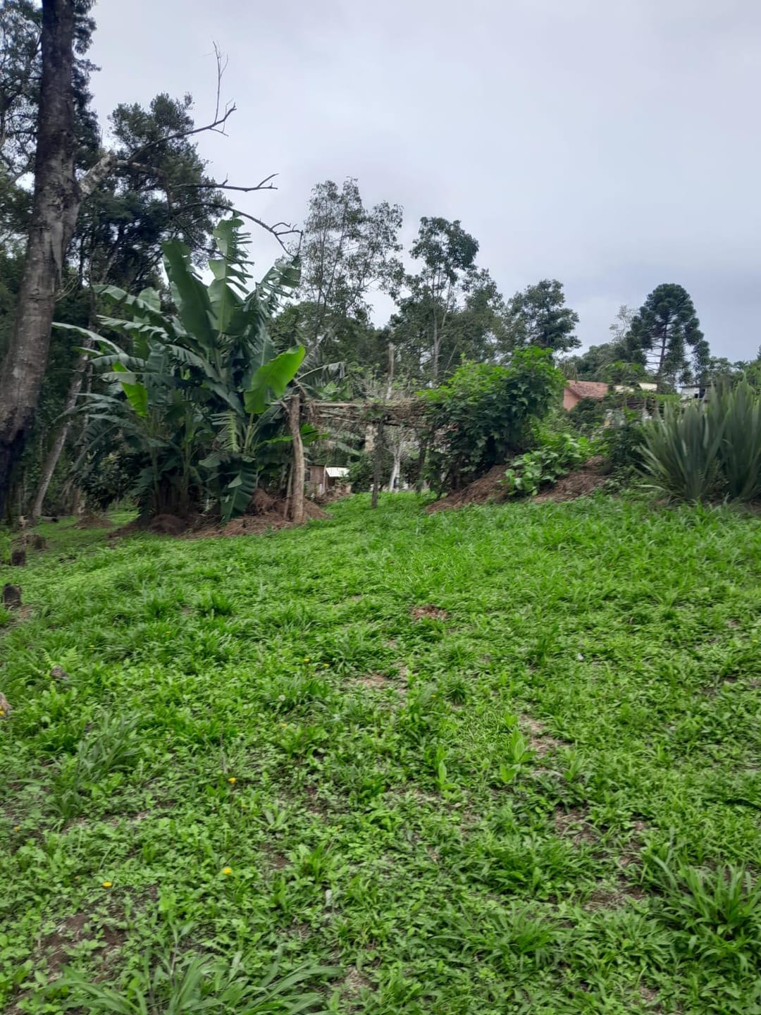 Sítio, 3 quartos, 2 hectares - Foto 6