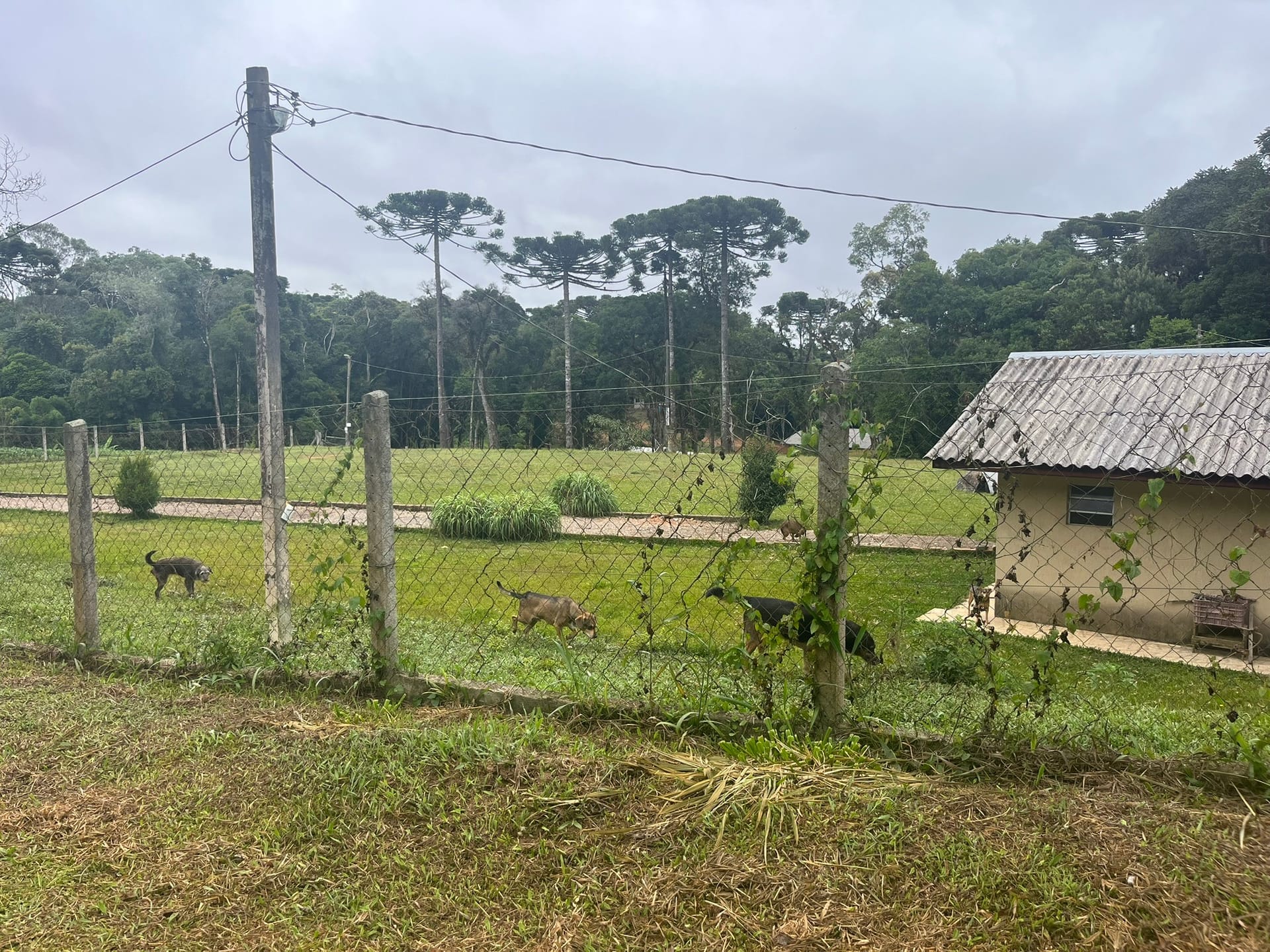 Sítio, 3 quartos, 2 hectares - Foto 14