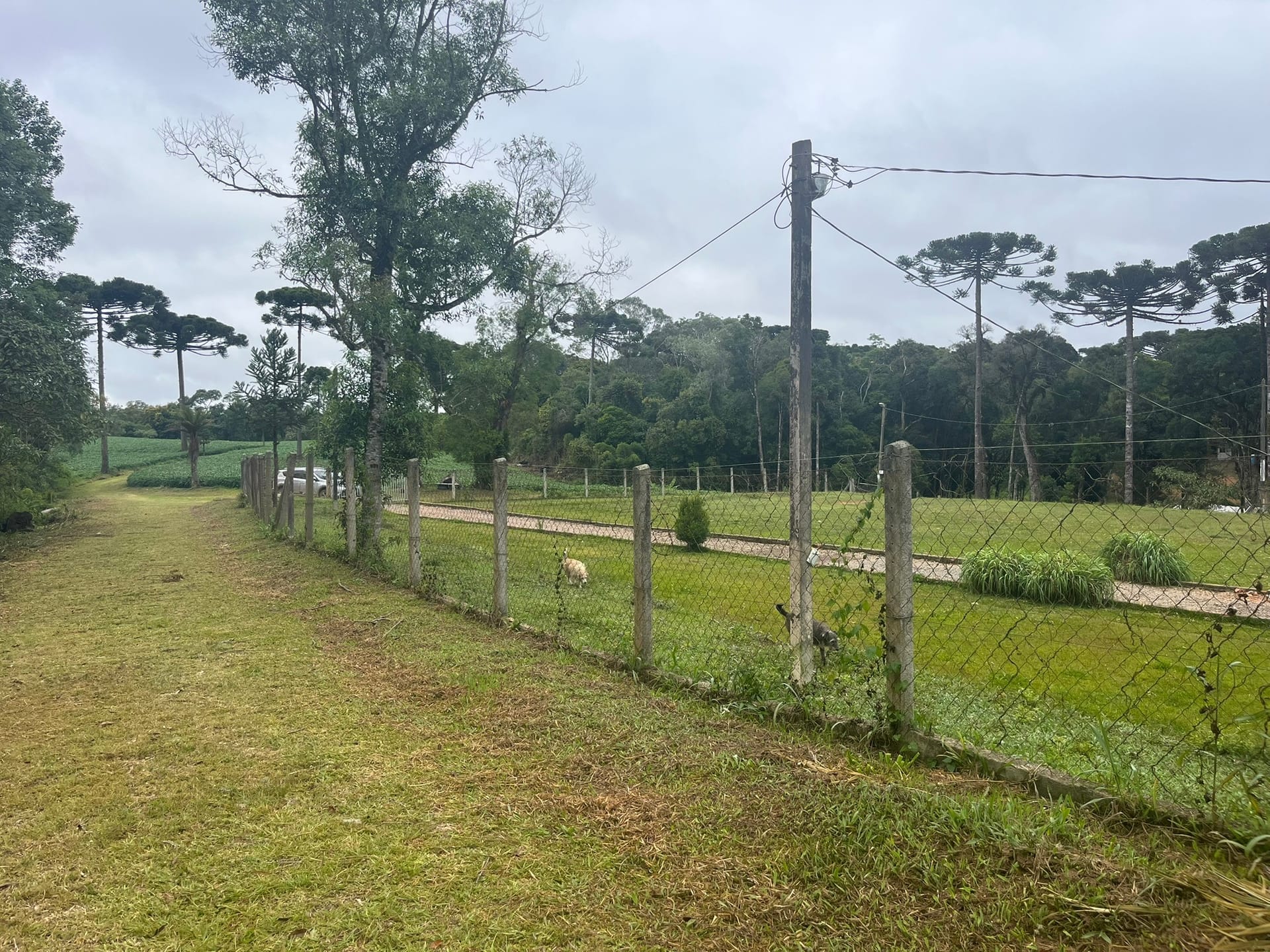 Sítio, 3 quartos, 2 hectares - Foto 4