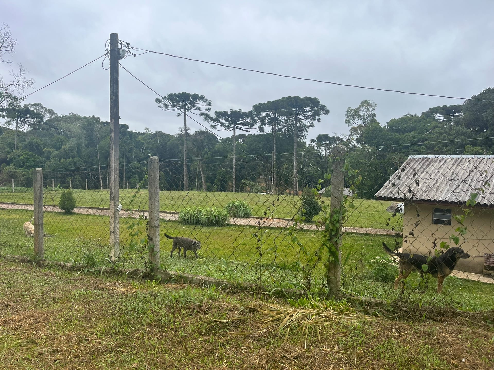 Sítio, 3 quartos, 2 hectares - Foto 5