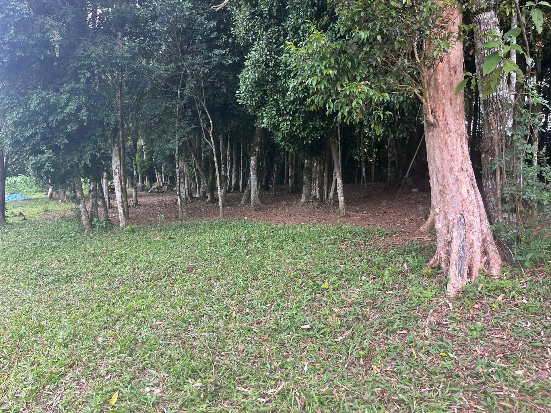 Sítio, 3 quartos, 2 hectares - Foto 10