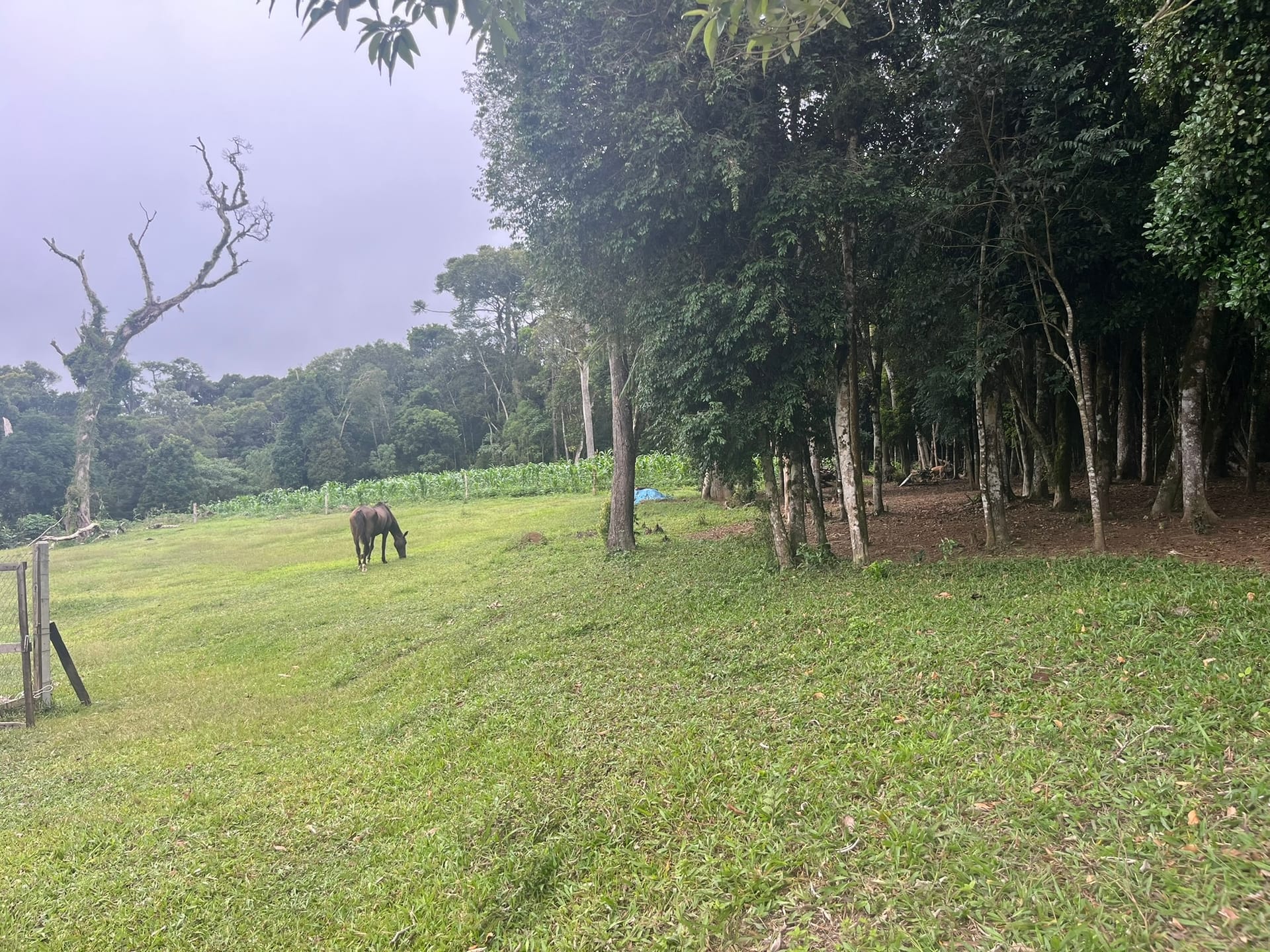 Sítio, 3 quartos, 2 hectares - Foto 11