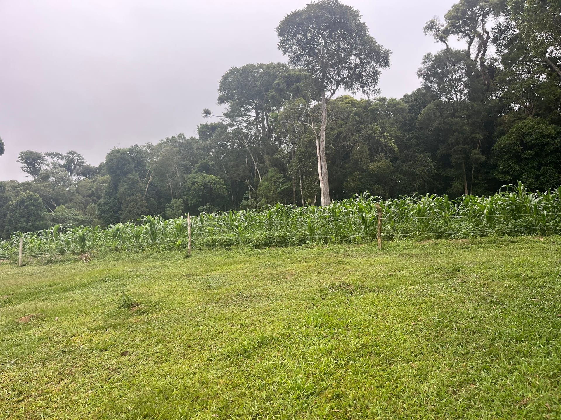 Sítio, 3 quartos, 2 hectares - Foto 15