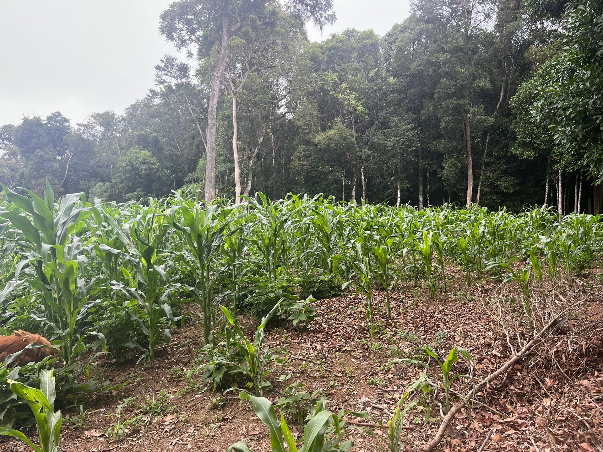 Sítio, 3 quartos, 2 hectares - Foto 18