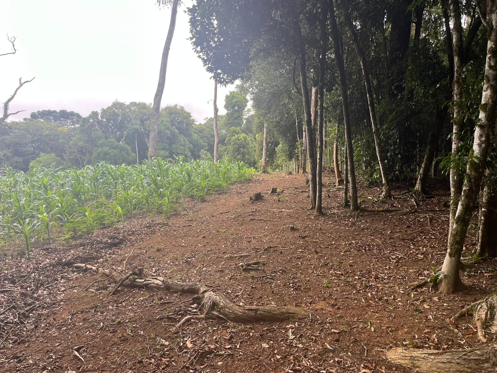 Sítio, 3 quartos, 2 hectares - Foto 20