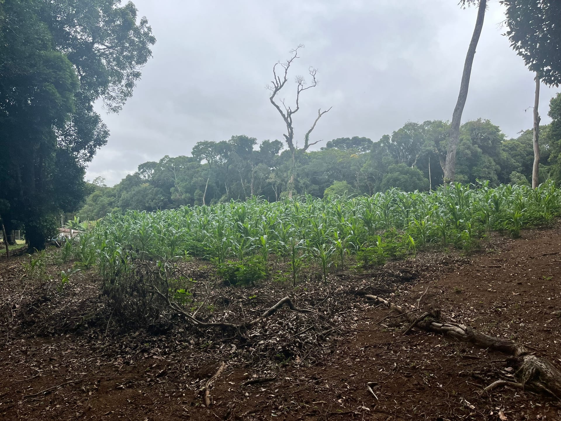 Sítio, 3 quartos, 2 hectares - Foto 21